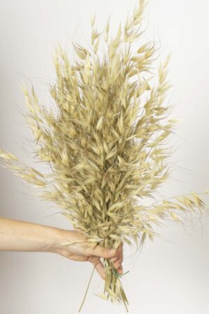 Avena salvaje