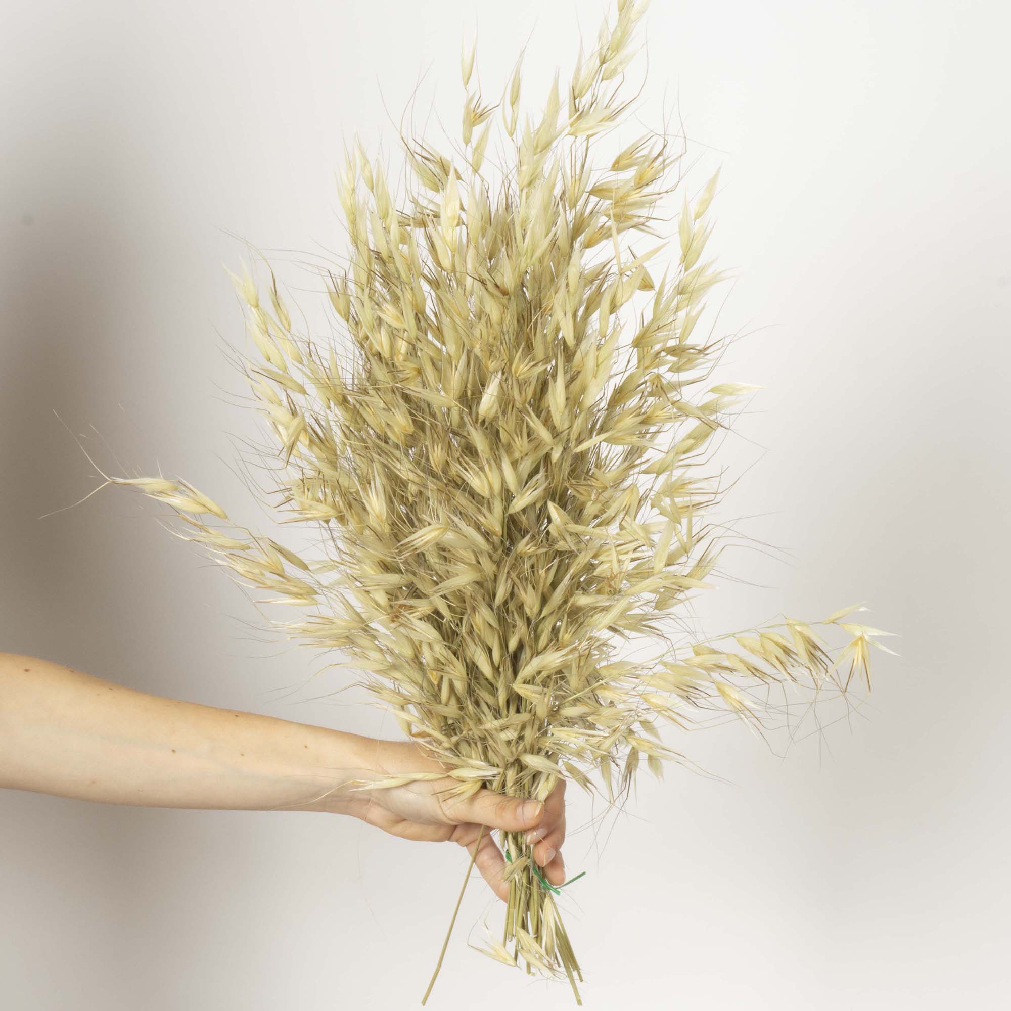 Avena salvaje