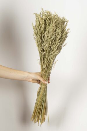 Avena sativa
