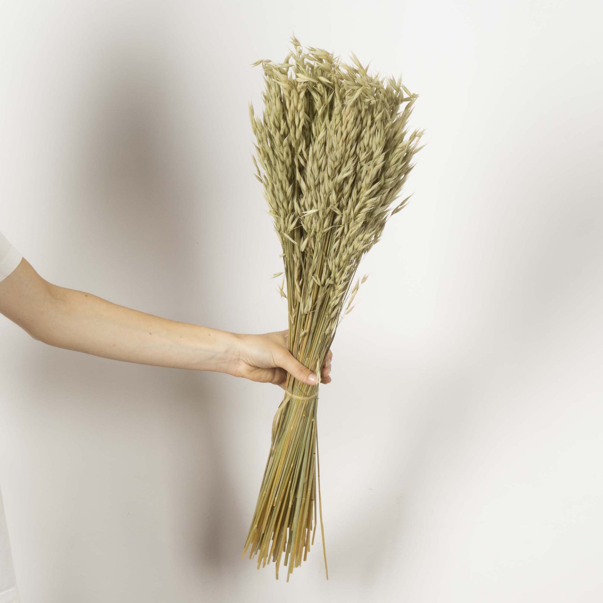 Avena sativa