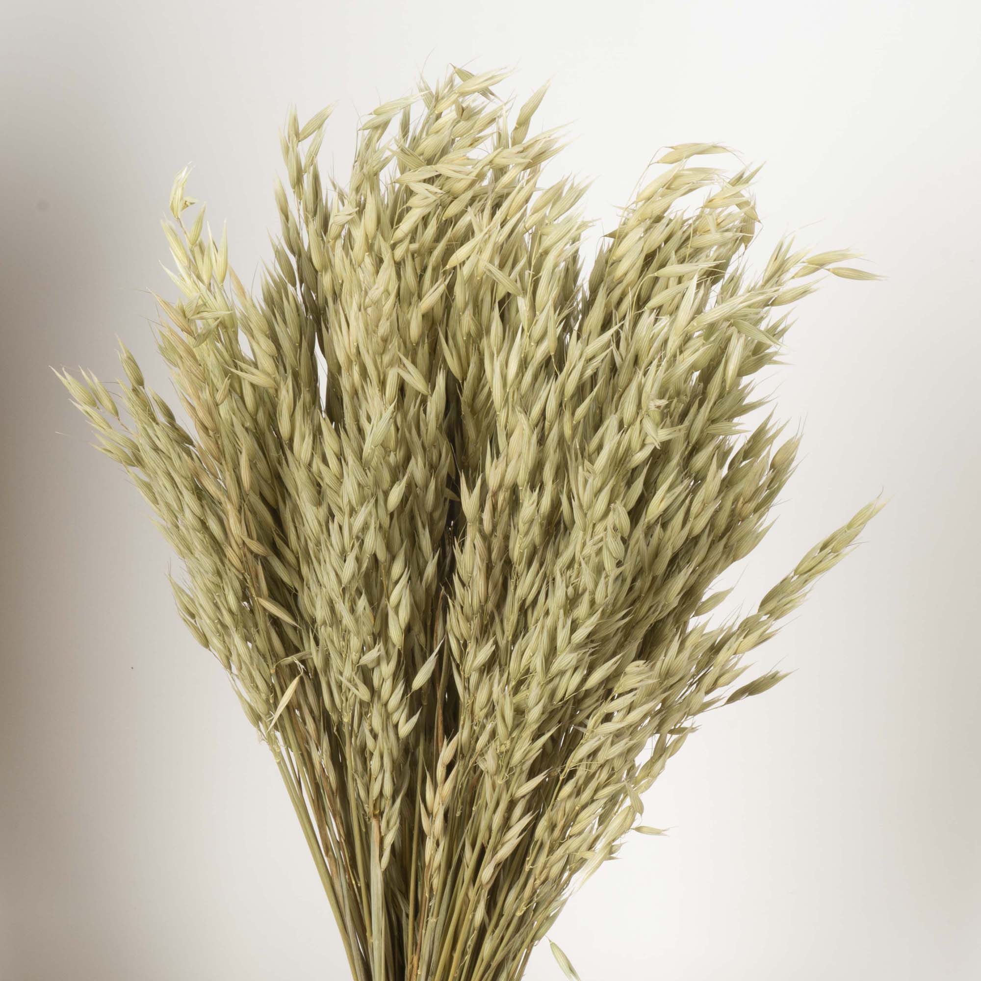 Avena sativa - immagine 2
