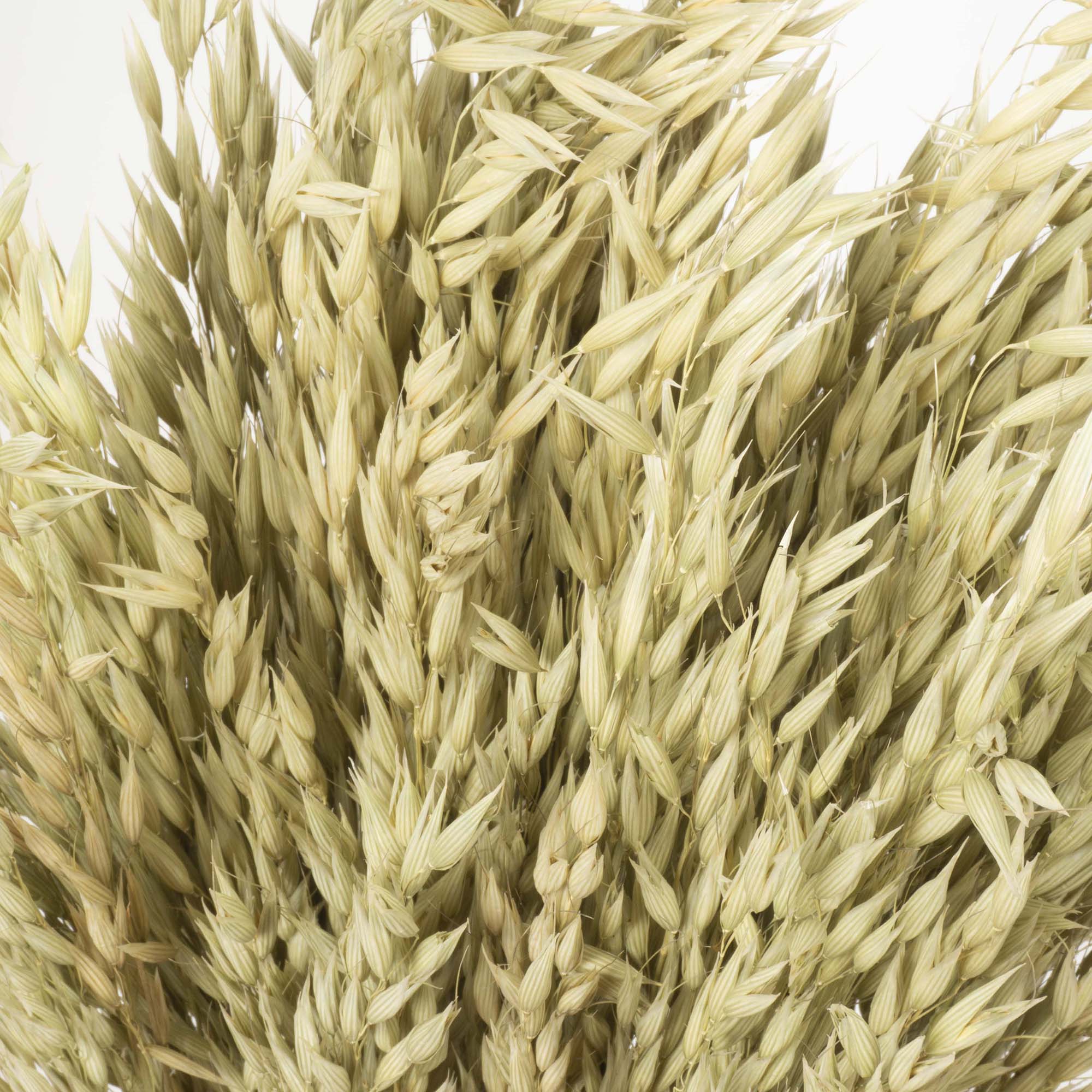 Avena sativa - immagine 3