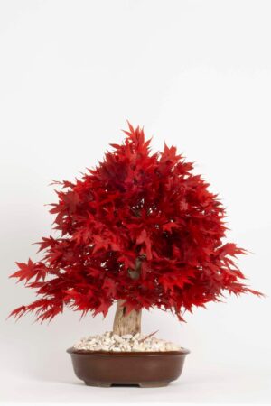 Bonsai Acero rosso