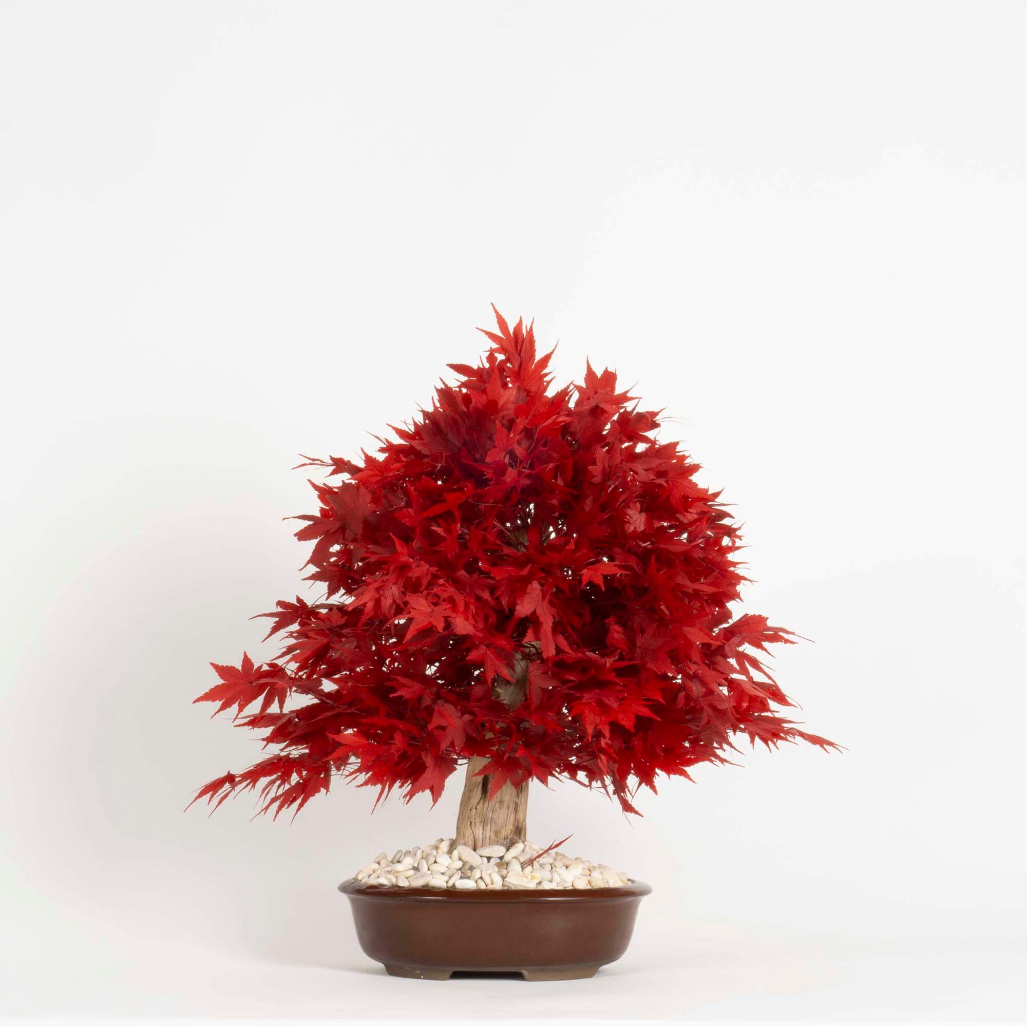 Bonsai Acero rosso