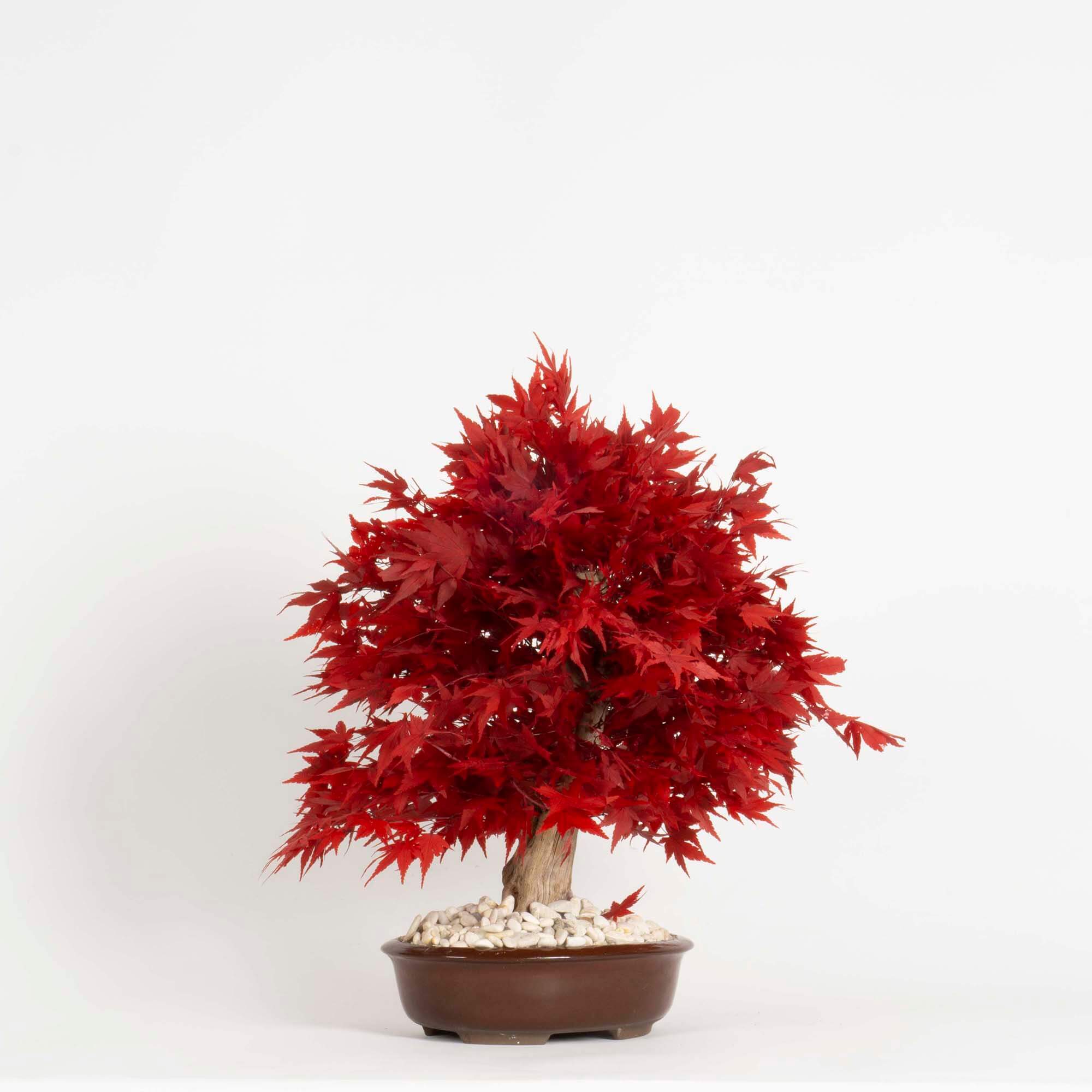 Bonsai Acero rosso - immagine 2