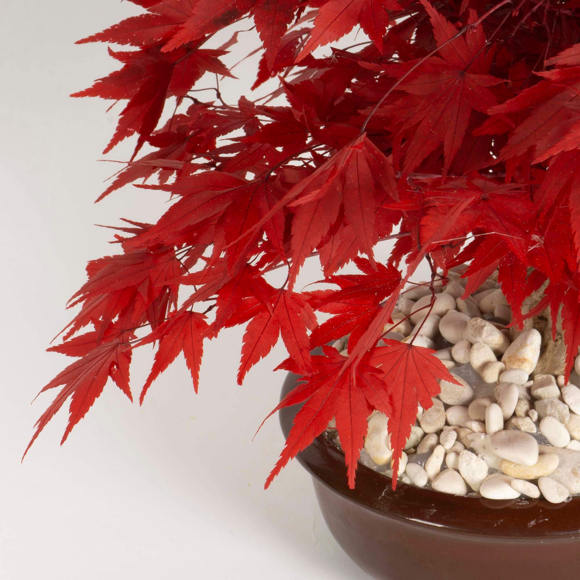 Bonsai Acero rosso - immagine 3