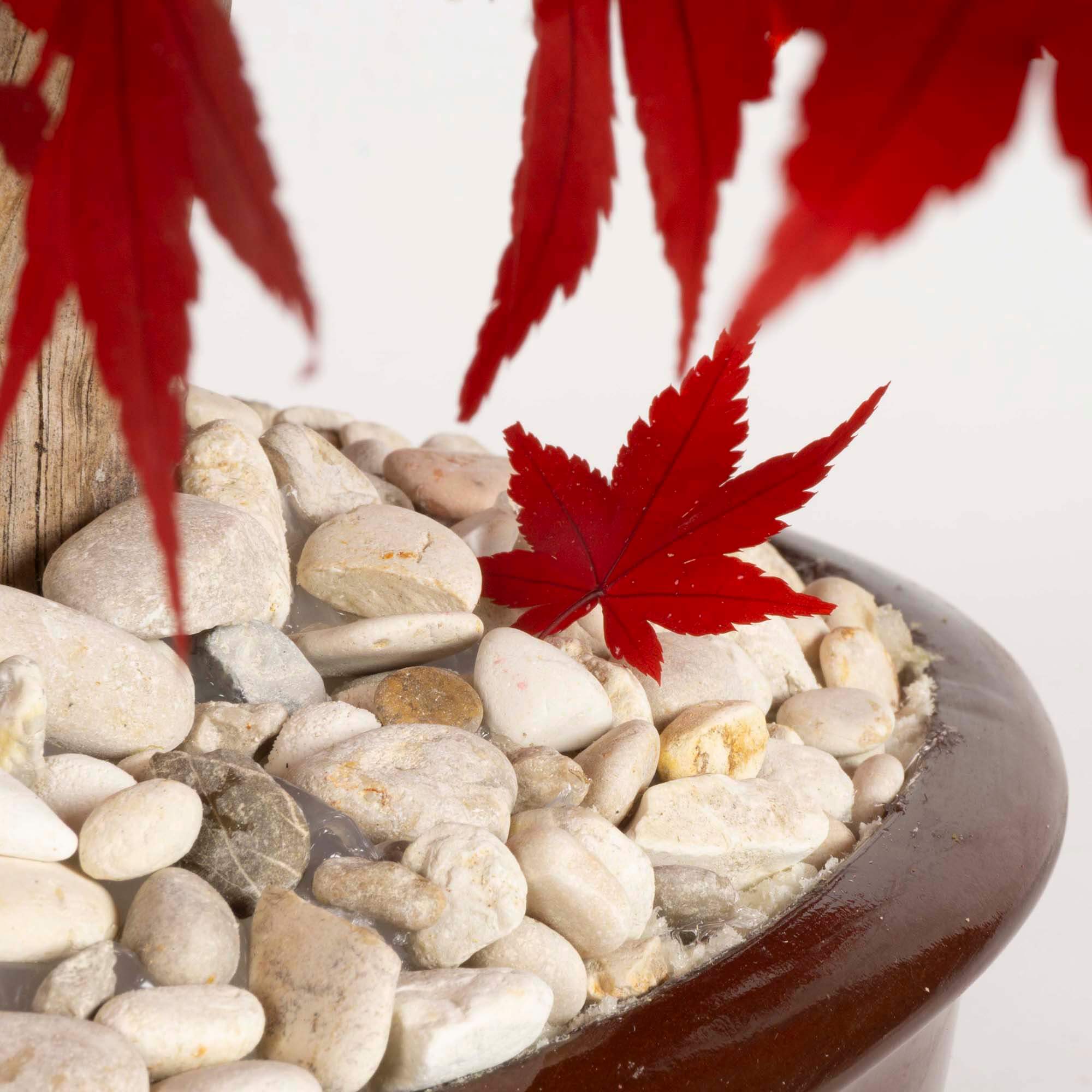 Bonsai Acero rosso - immagine 5
