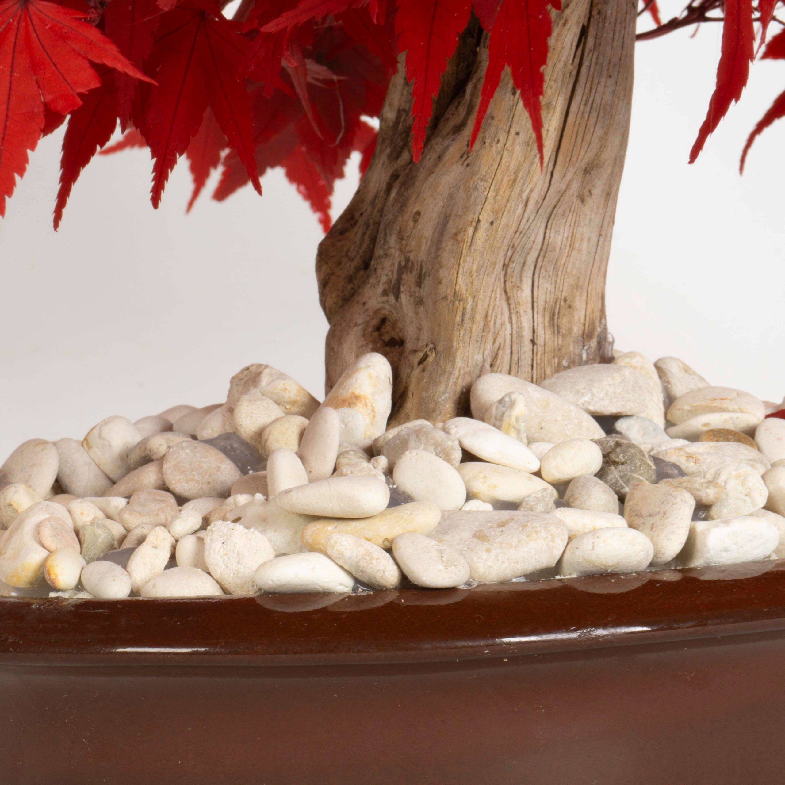 Bonsai Acero rosso - immagine 6