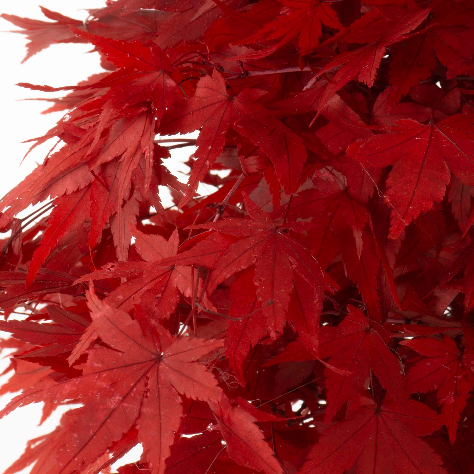 Bonsai Acero rosso - immagine 4