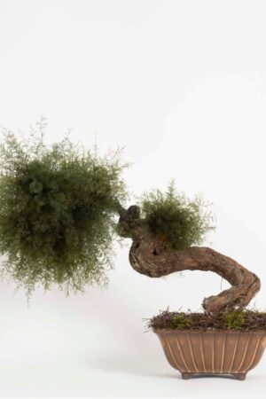 Bonsai Air fern