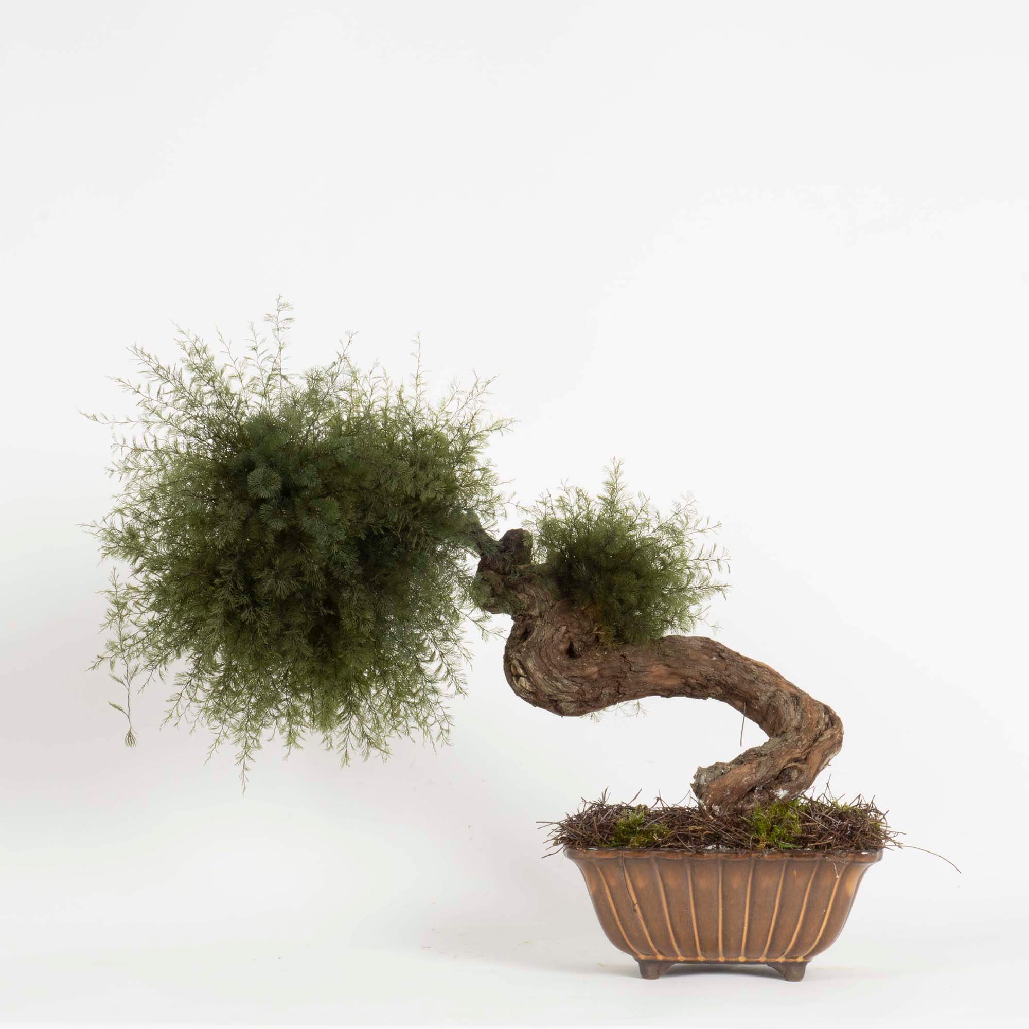 Bonsai Air fern