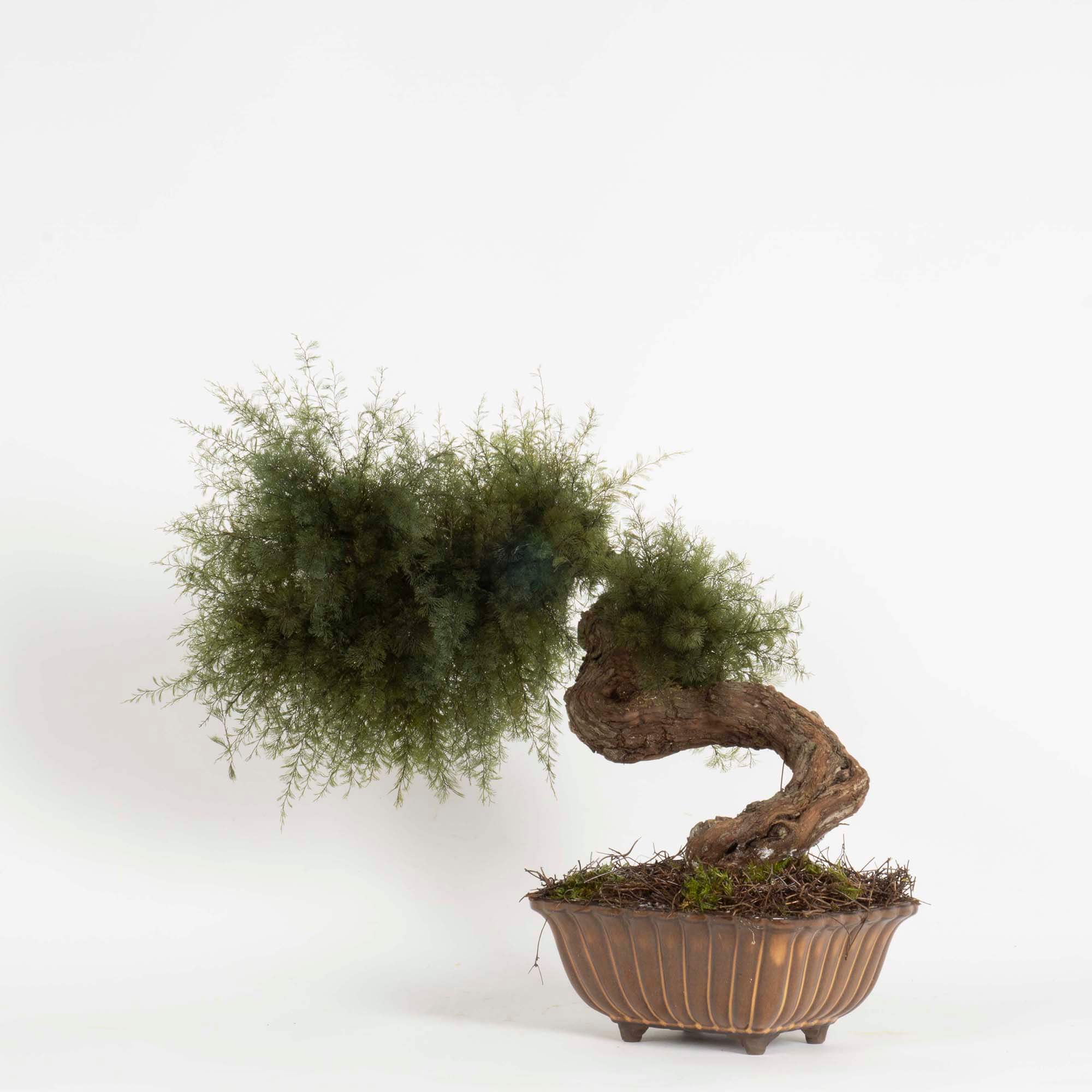 Bonsai Air fern - immagine 2