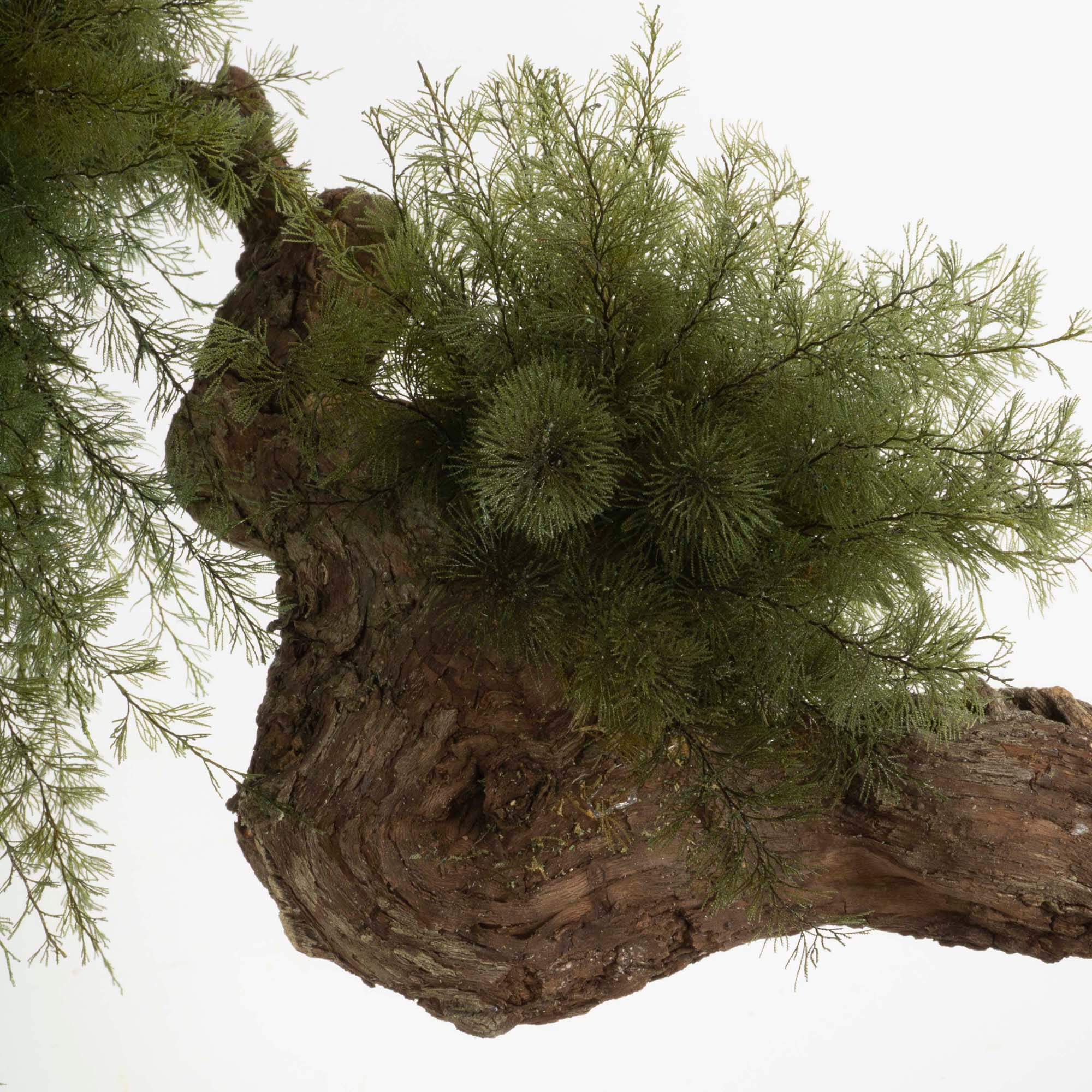 Bonsai Air fern - immagine 3