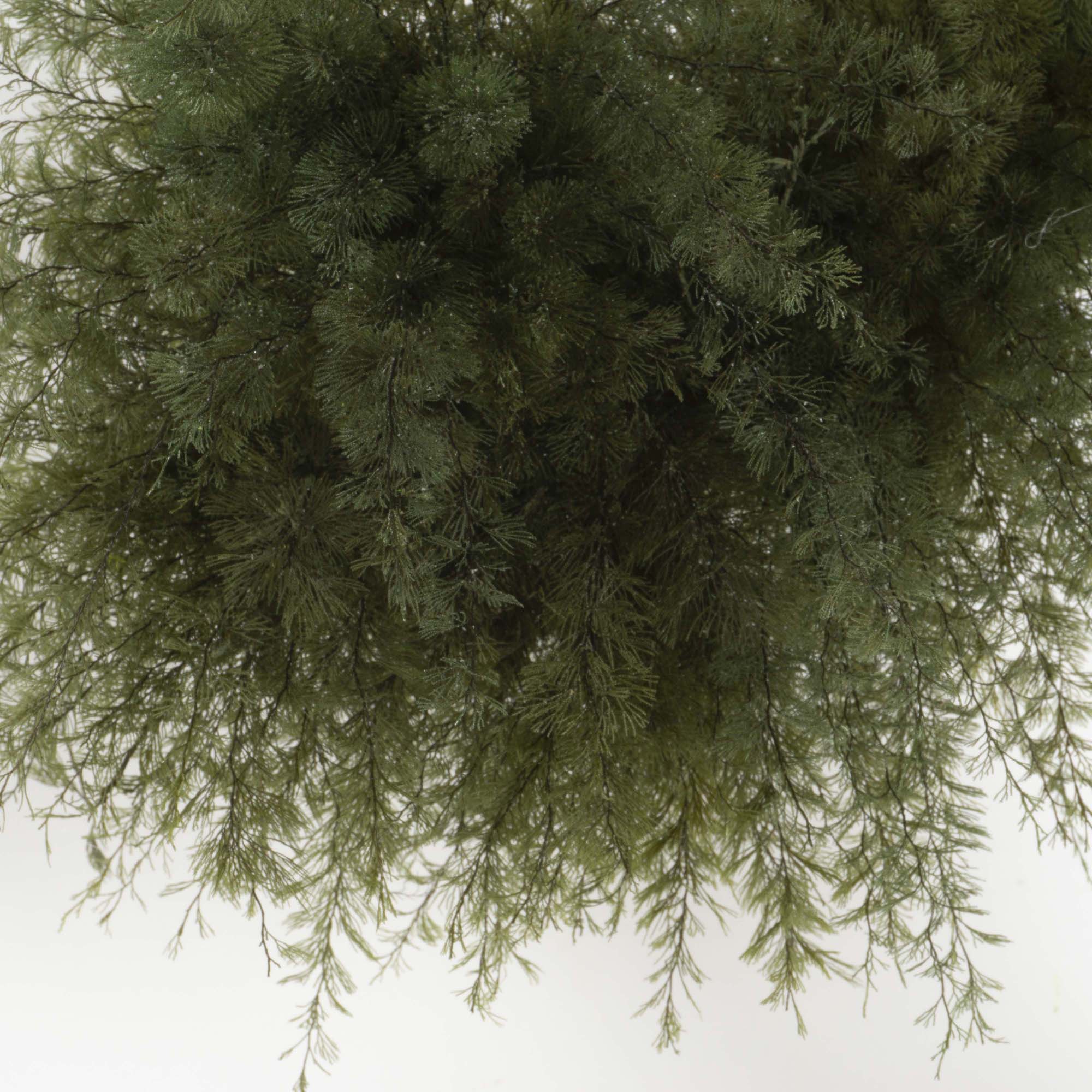 Bonsai Air fern - immagine 6