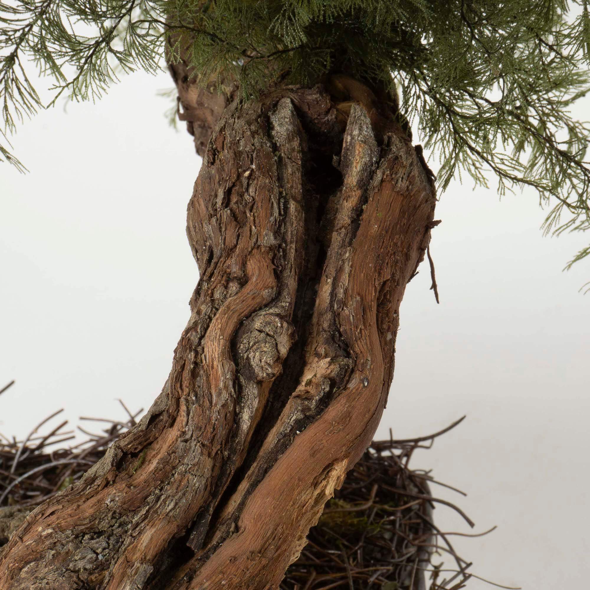 Bonsai Air fern - immagine 4