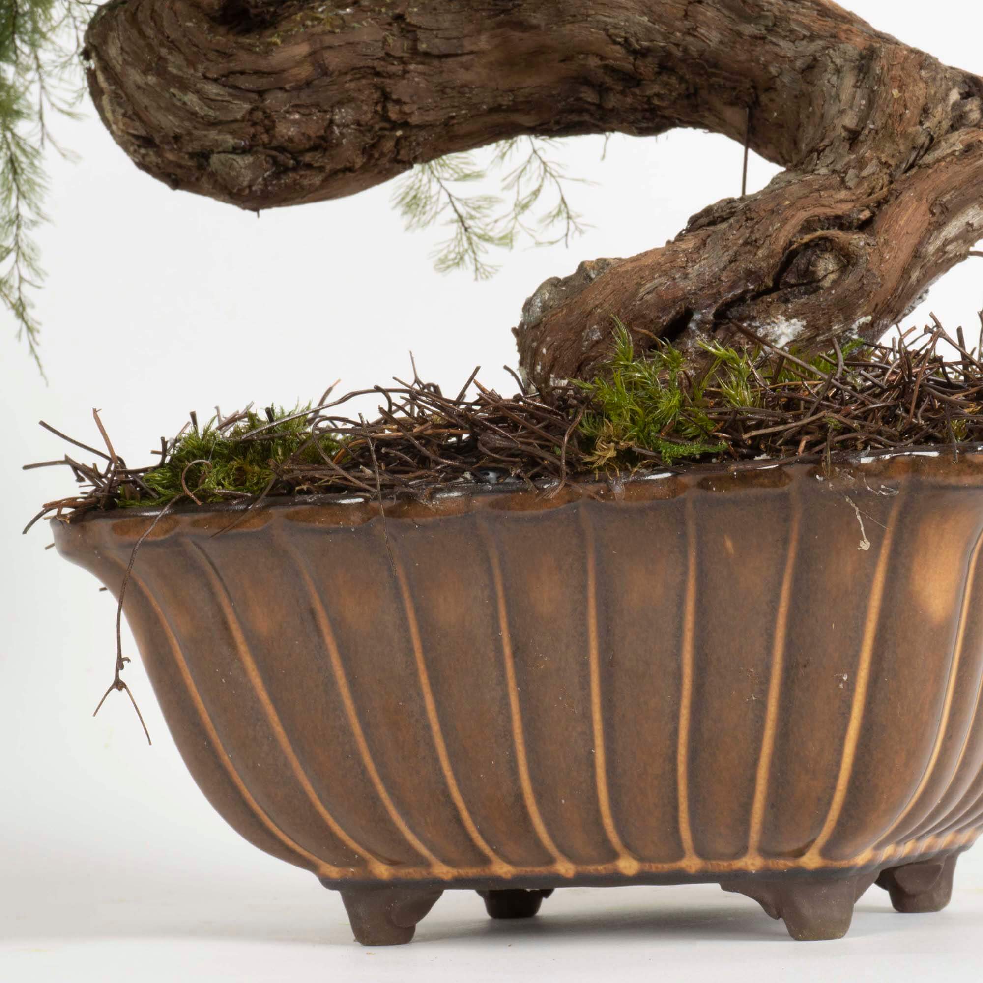 Bonsai Air fern - immagine 5