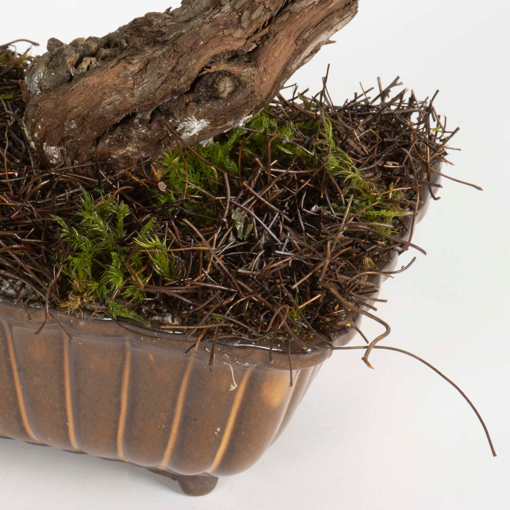 Bonsai Air fern - immagine 7