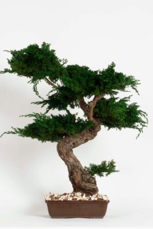 Bonsai Juniperus