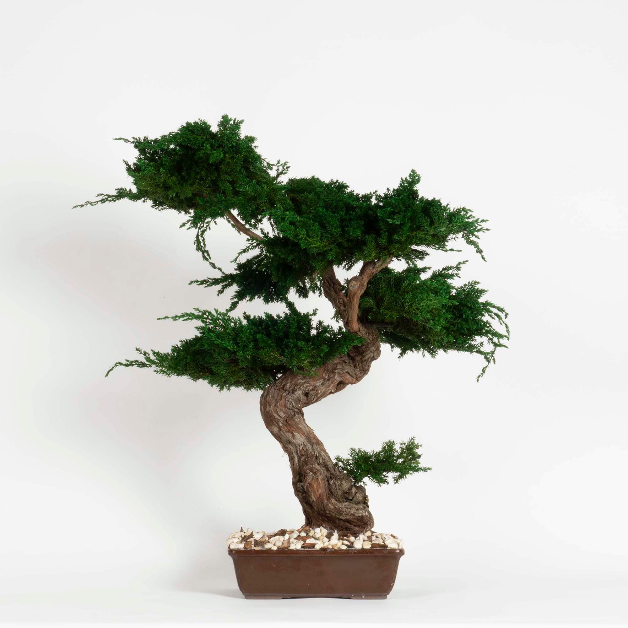 Bonsai Juniperus