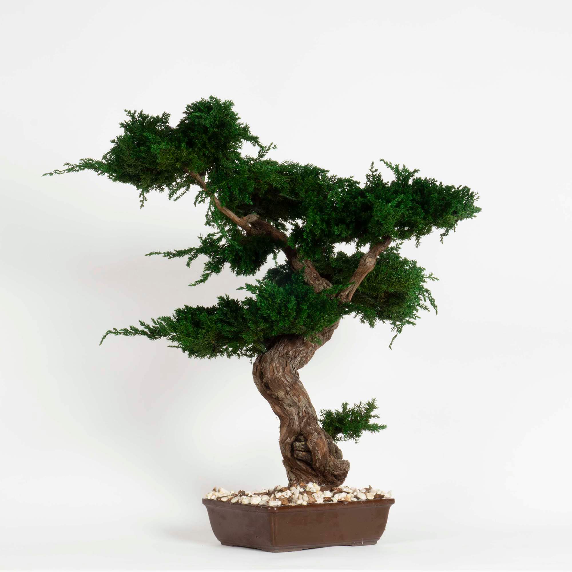 Bonsai Juniperus - immagine 2