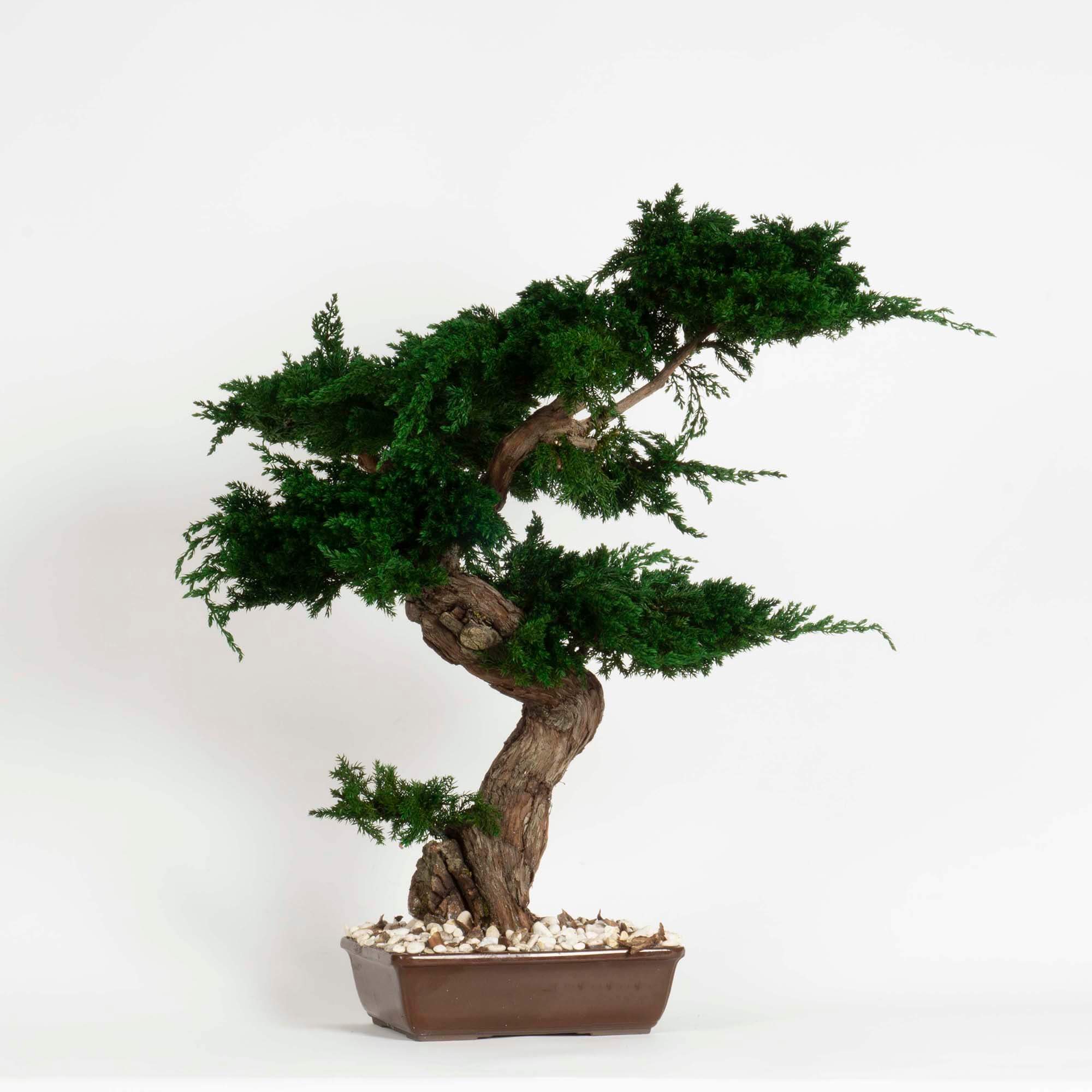 Bonsai Juniperus - immagine 3
