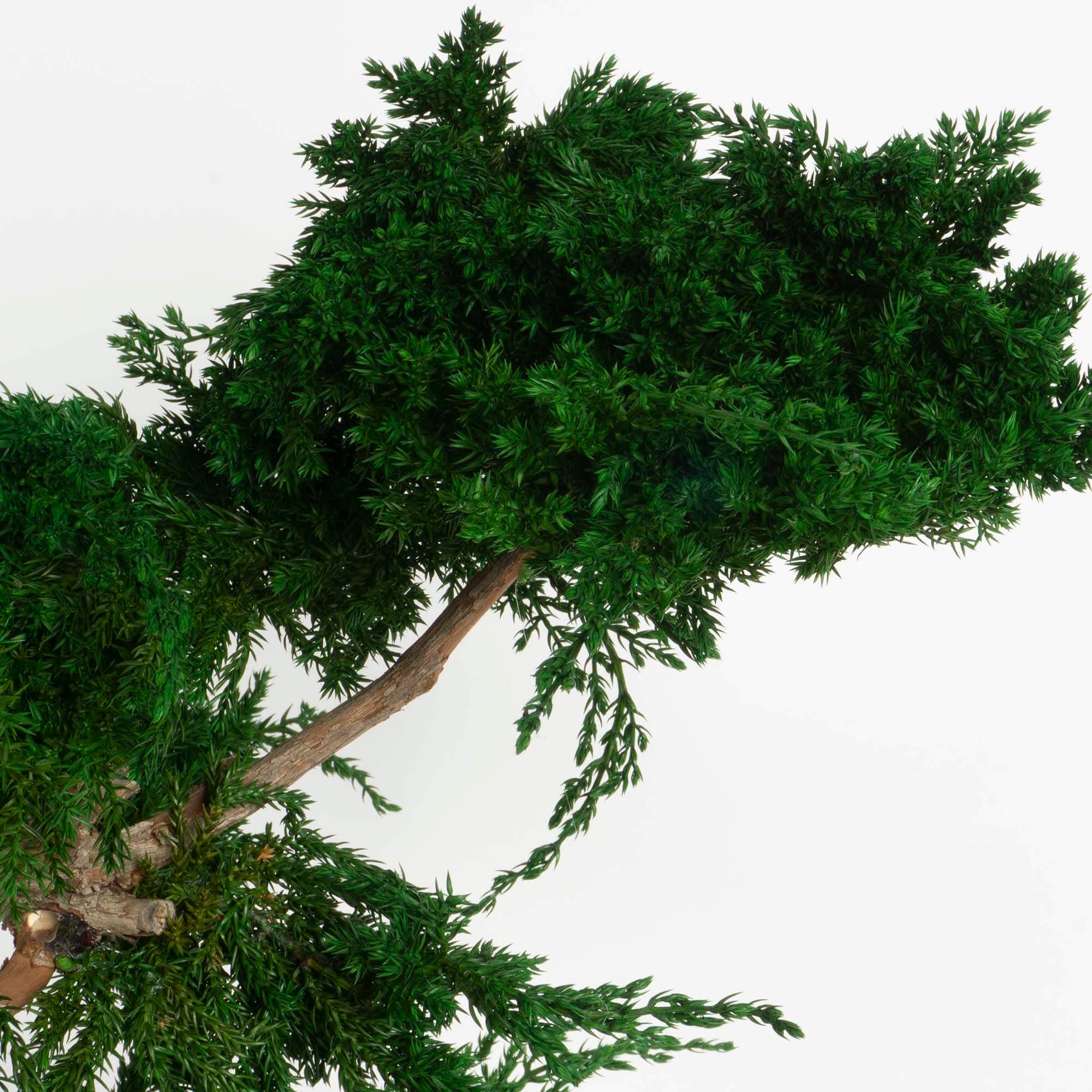 Bonsai Juniperus - immagine 5