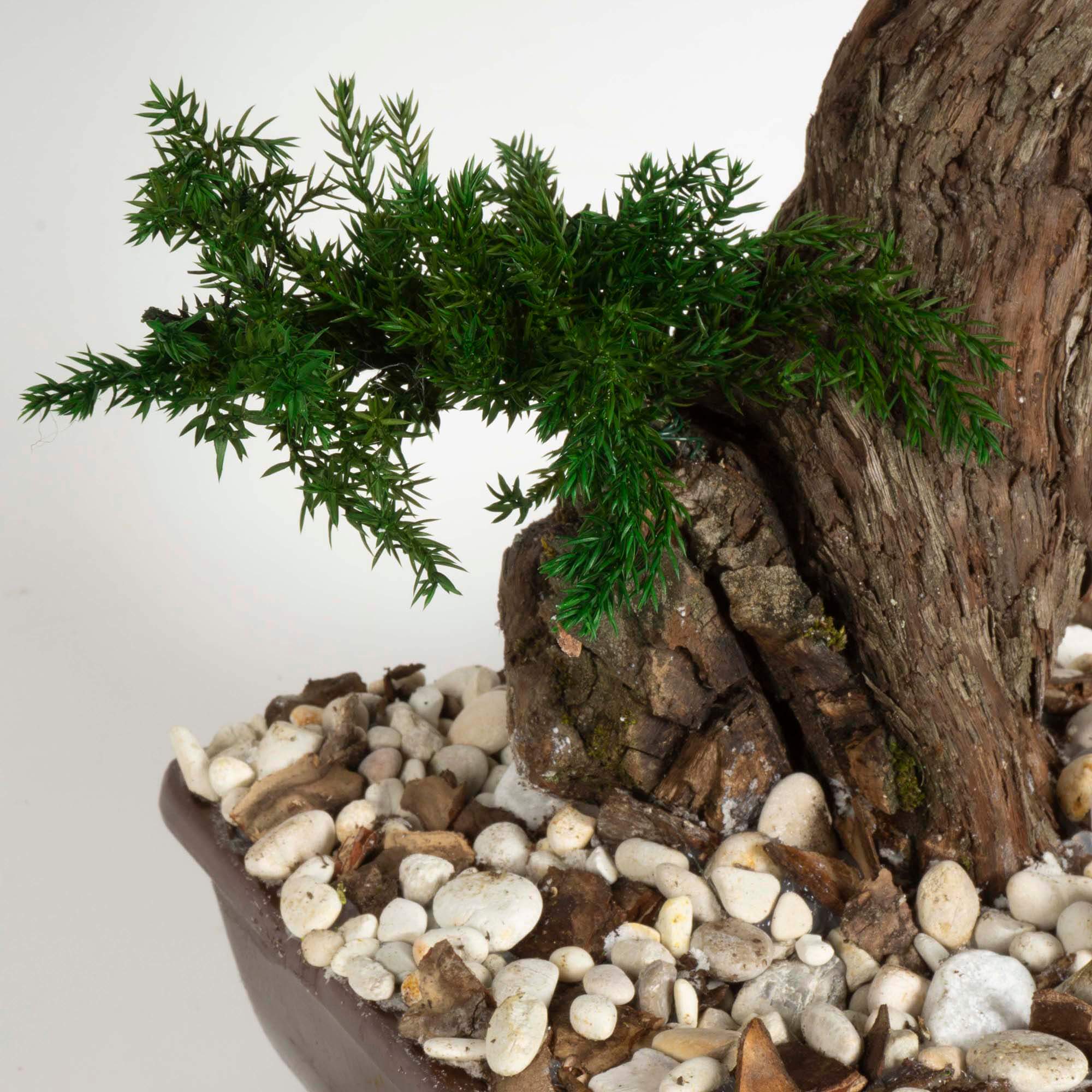 Bonsai Juniperus - immagine 4