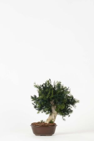 Bonsai Ming Fern