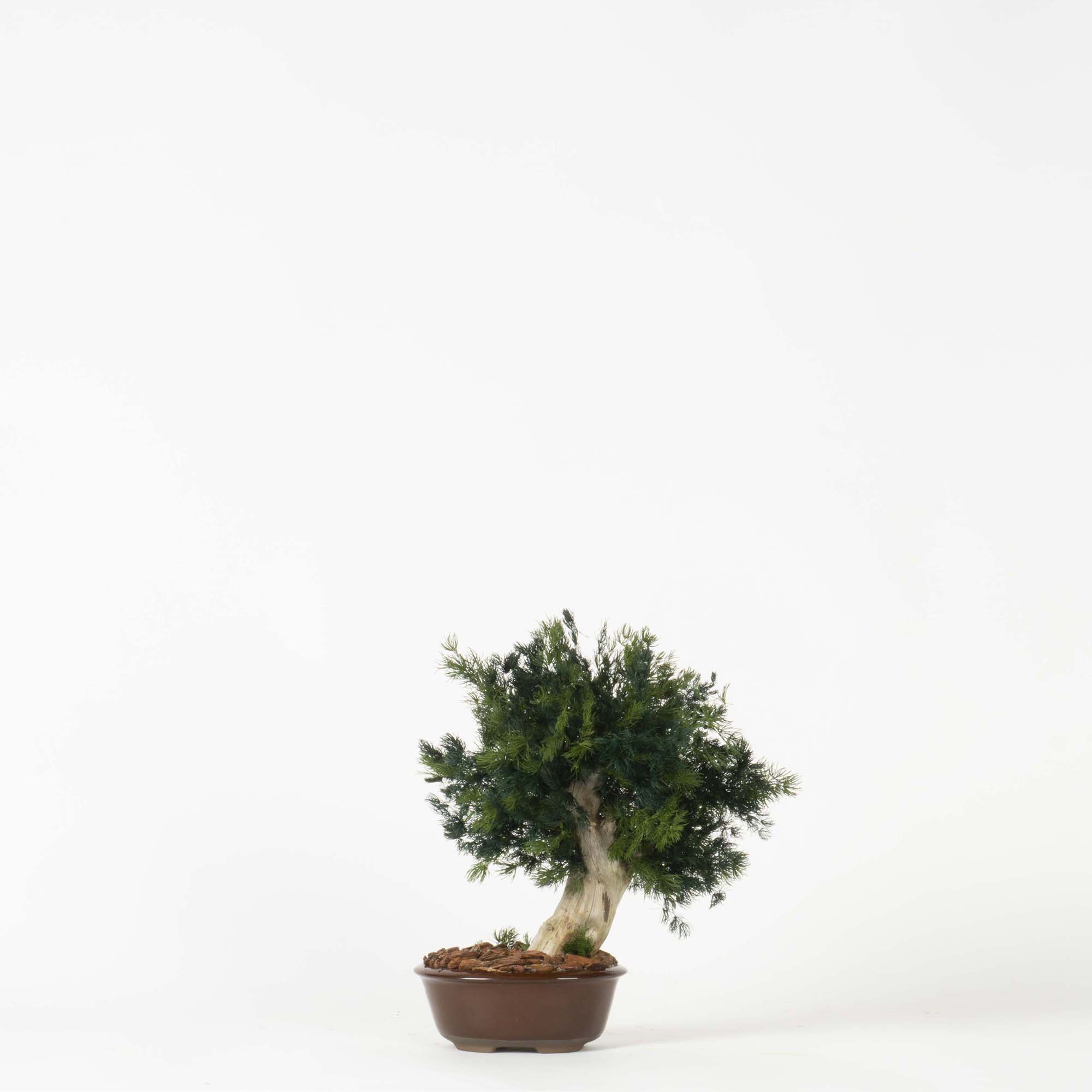 Bonsai Ming Fern