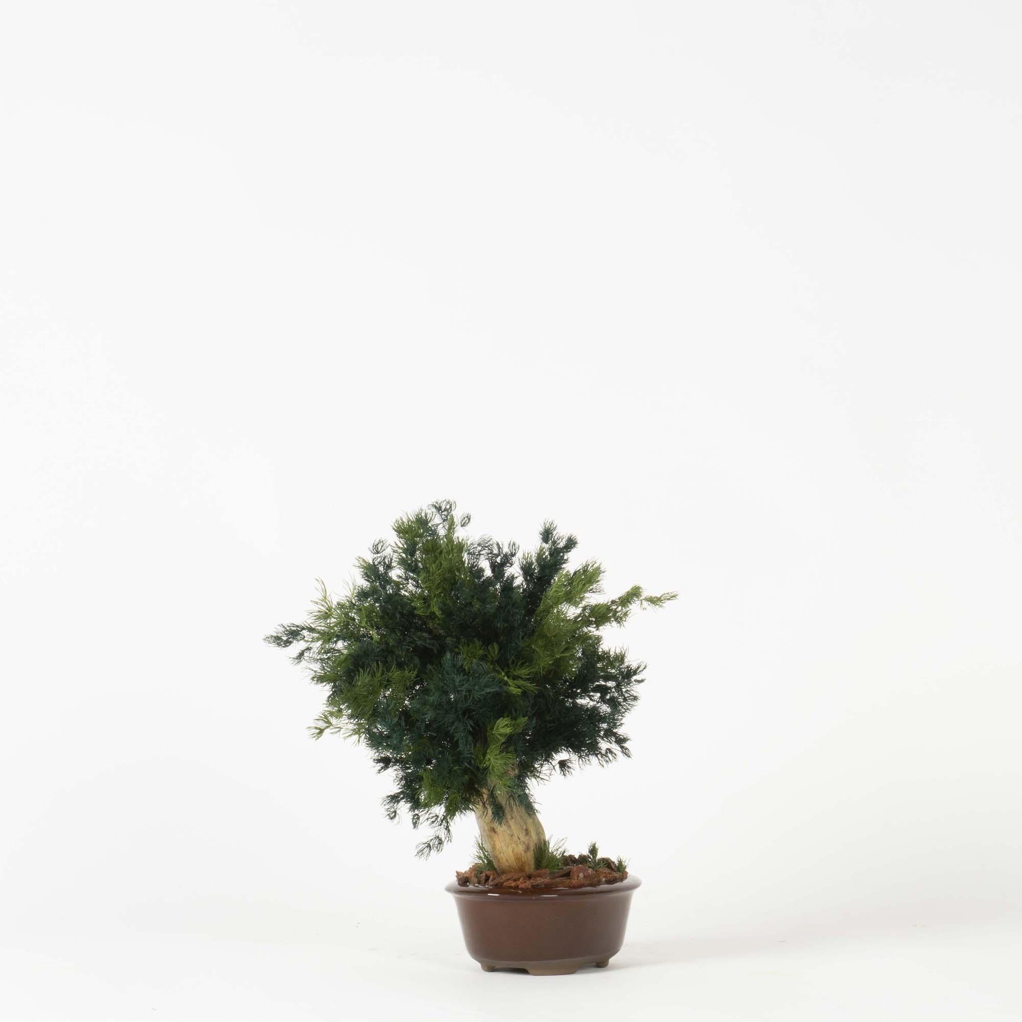 Bonsai Ming Fern - immagine 2