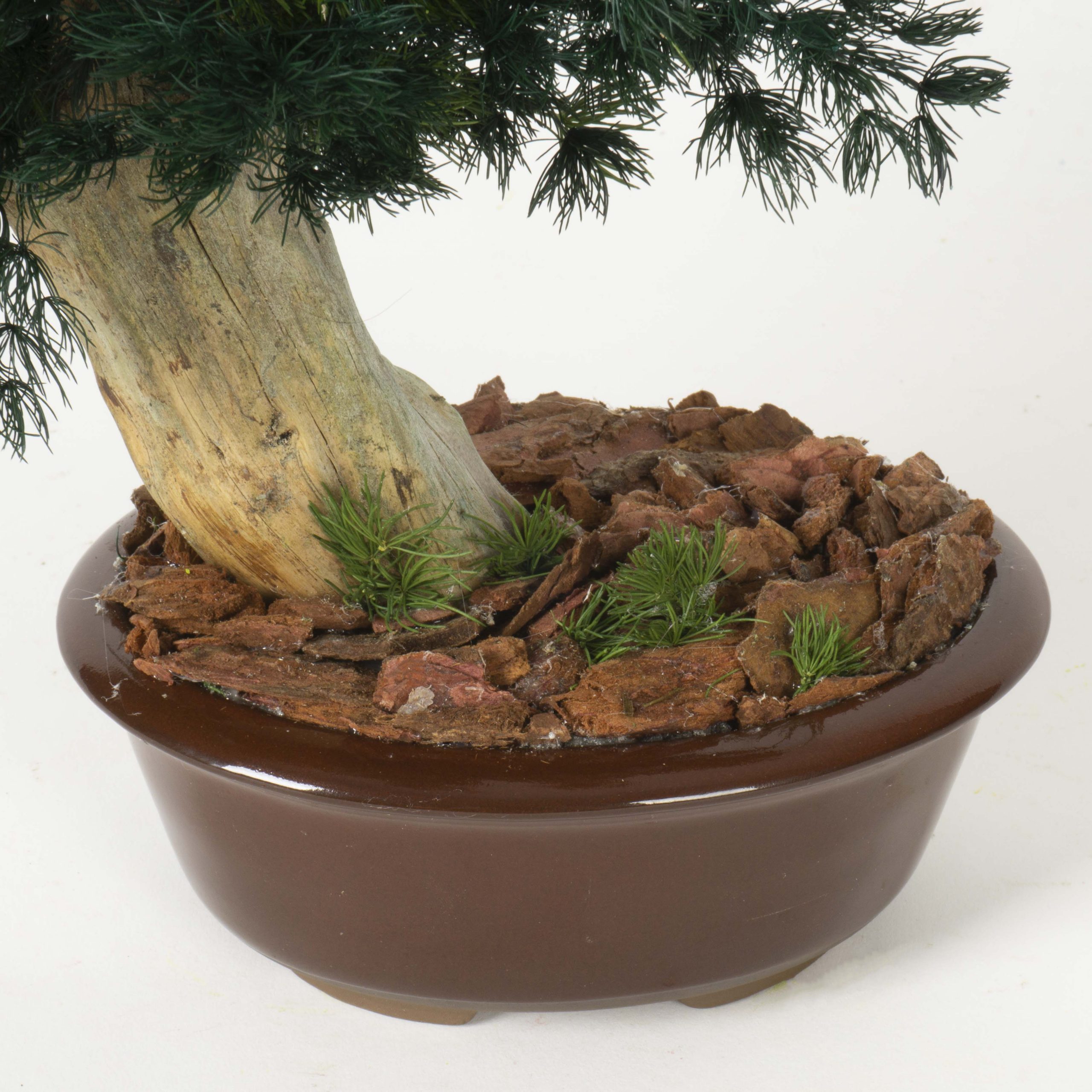 Bonsai Ming Fern - immagine 3