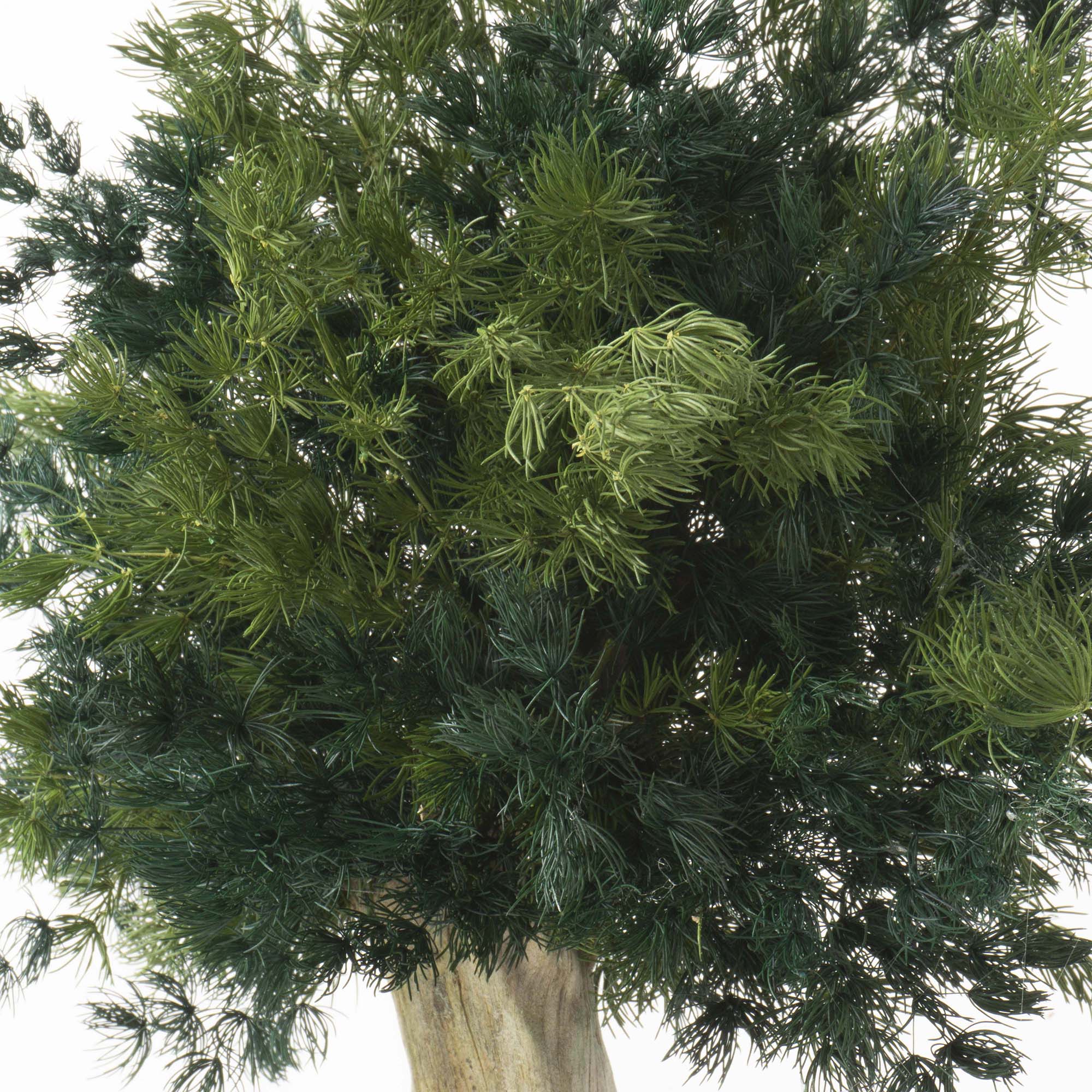 Bonsai Ming Fern - immagine 4