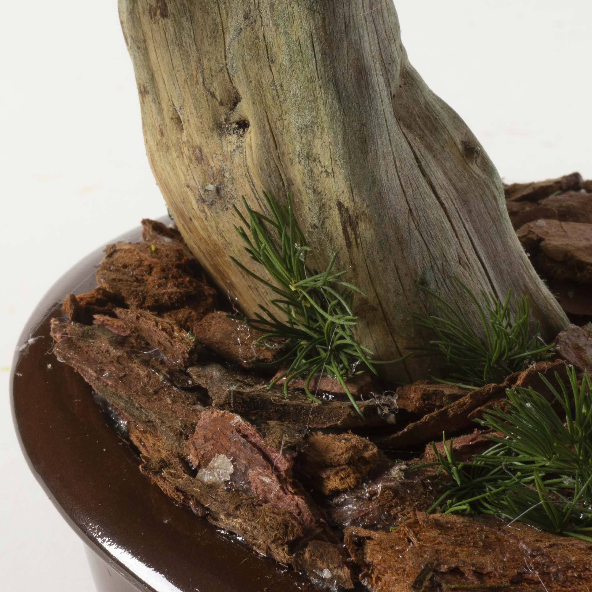 Bonsai Ming Fern - immagine 5
