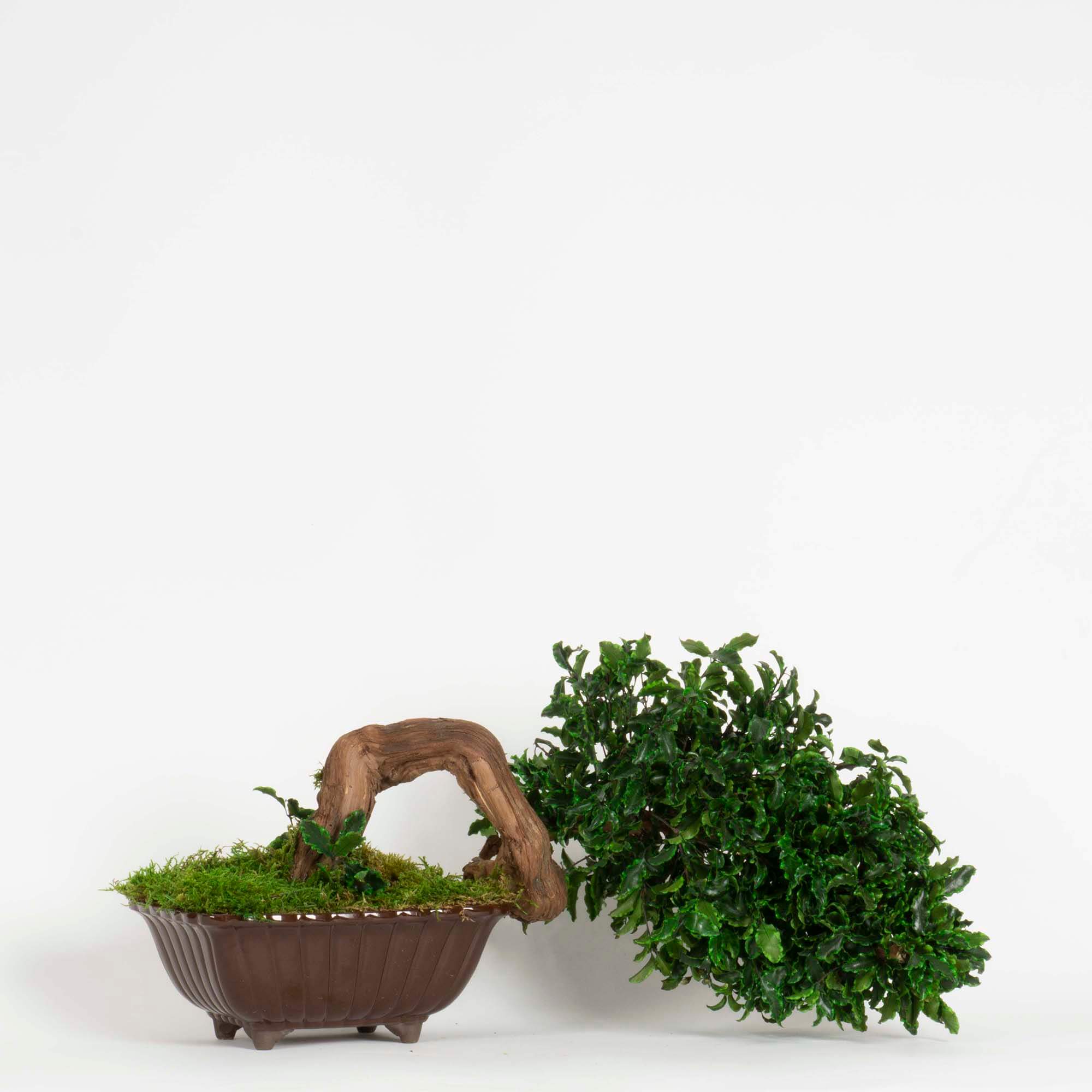 Bonsai Pitosforo - immagine 2