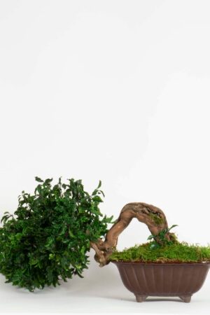 Bonsai Pitosforo
