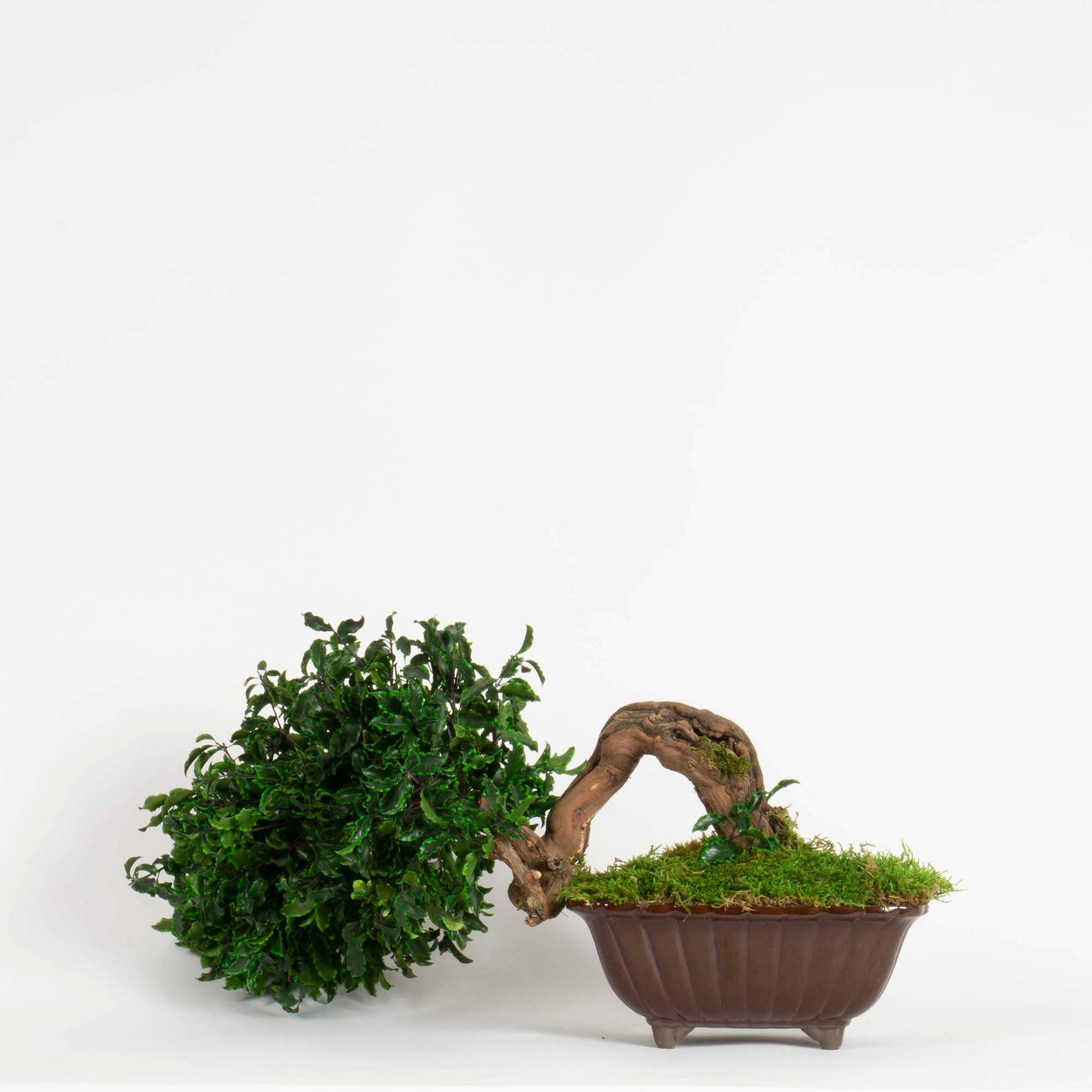 Bonsai Pitosforo