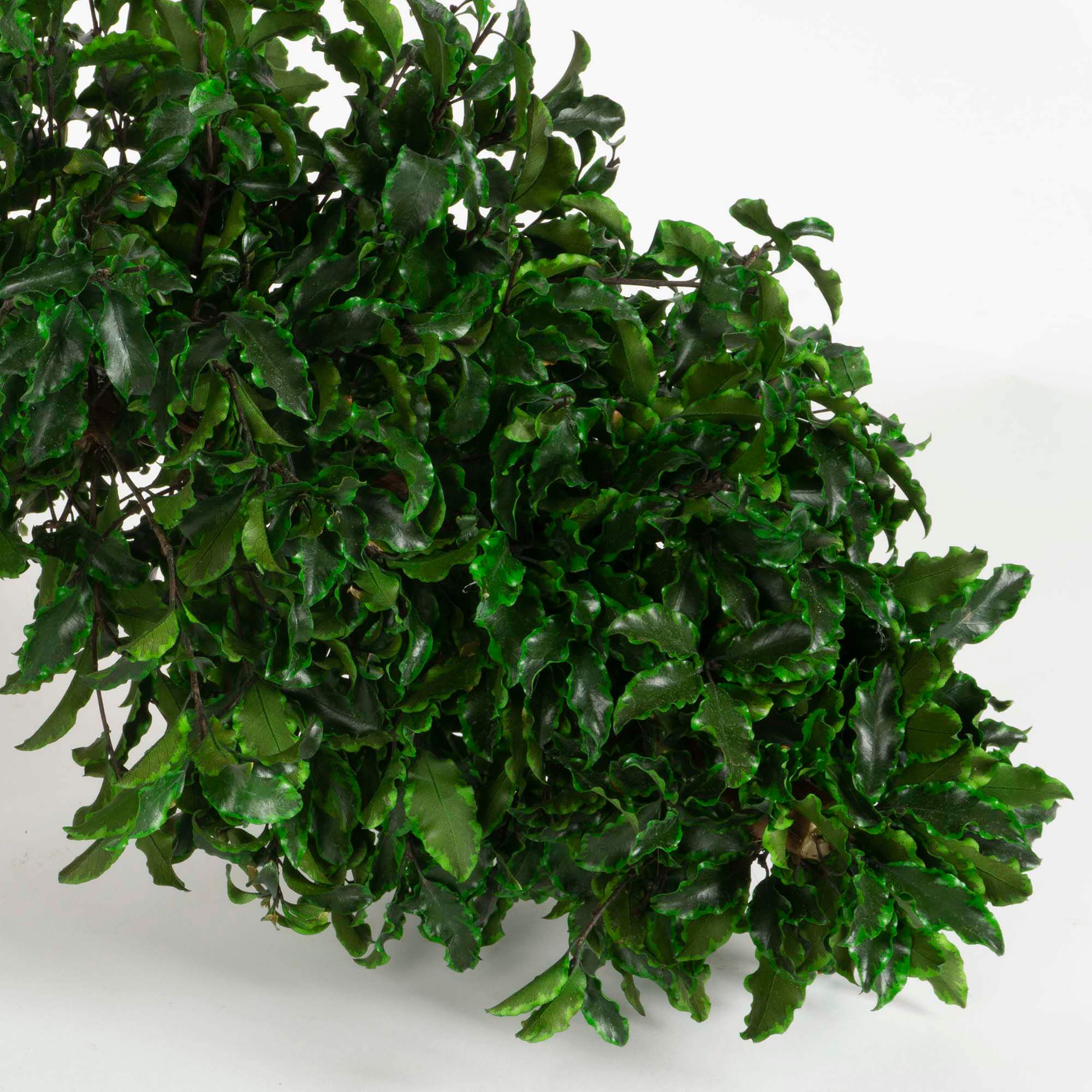 Bonsai Pitosforo - immagine 3