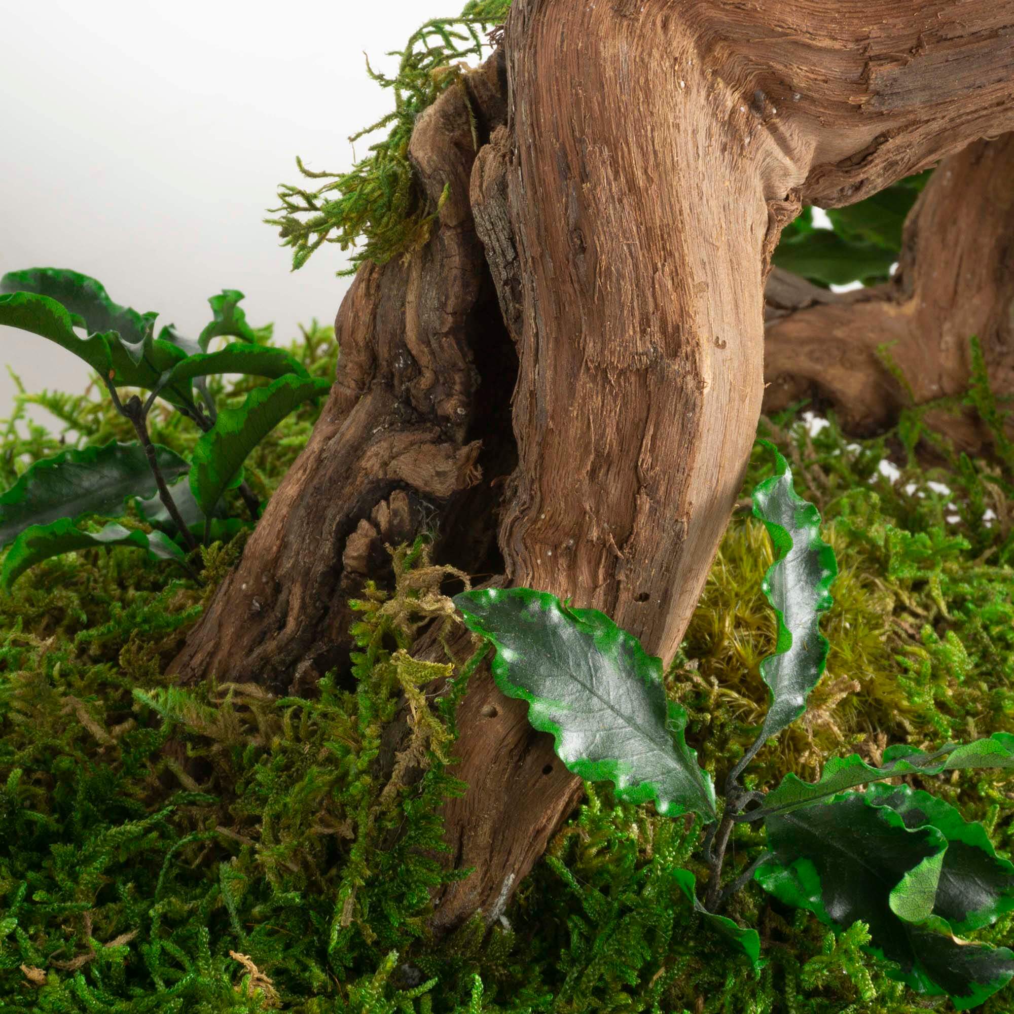 Bonsai Pitosforo - immagine 5