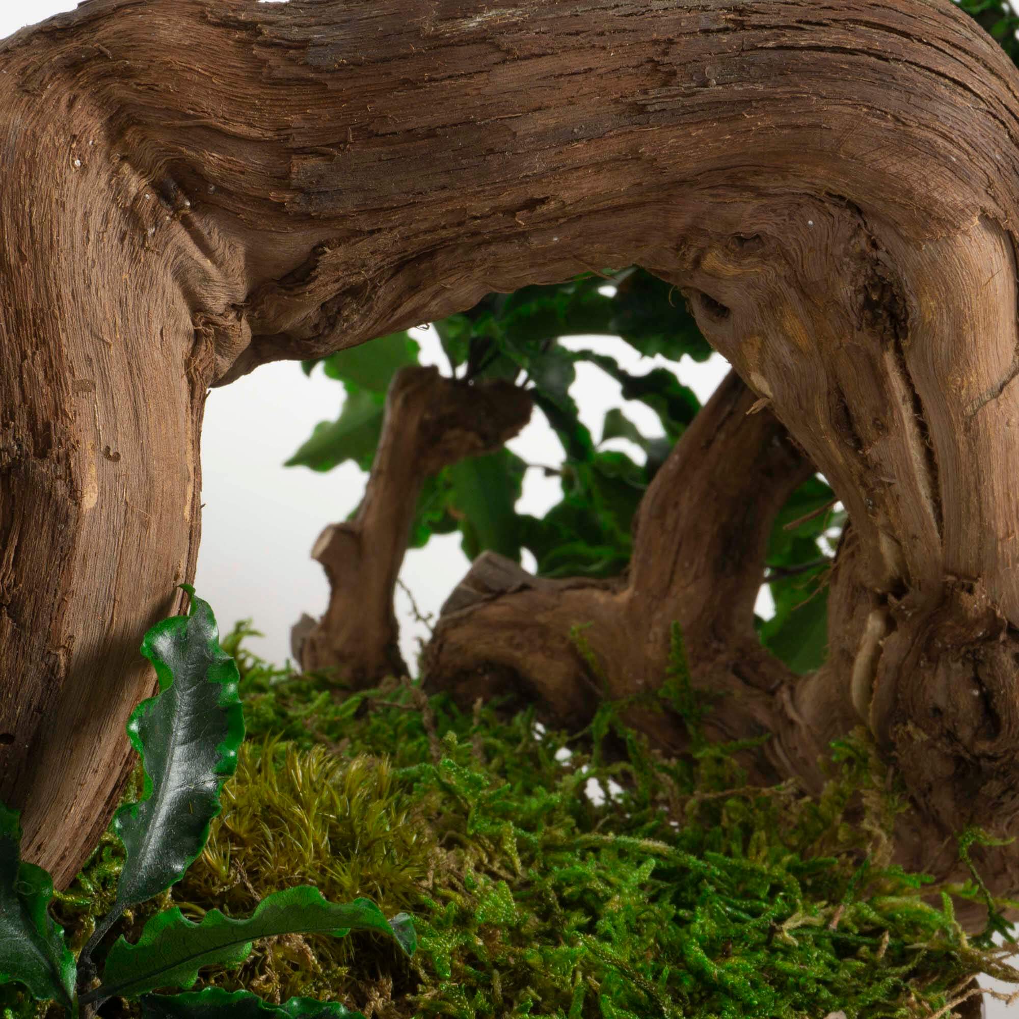 Bonsai Pitosforo - immagine 4