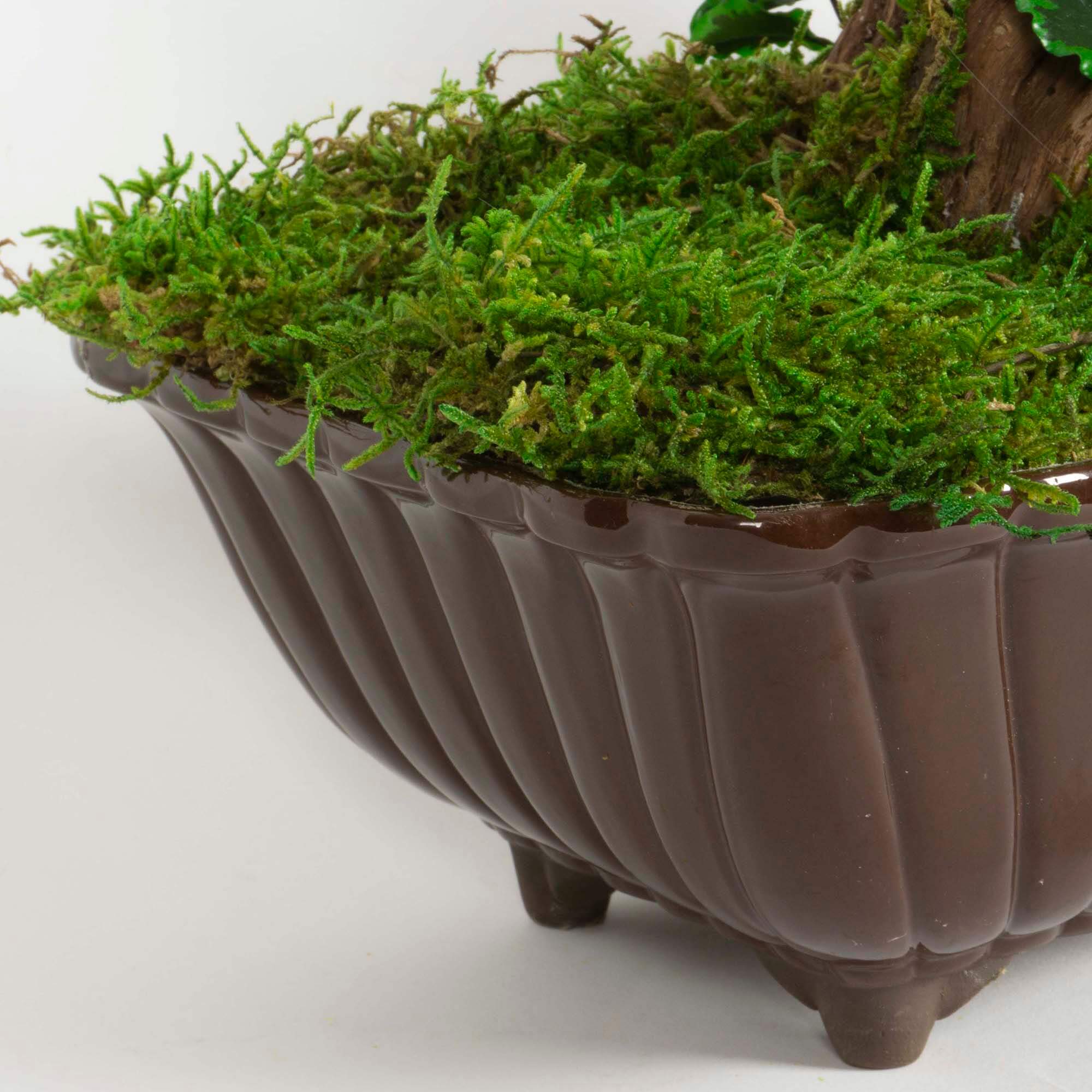 Bonsai Pitosforo - immagine 6