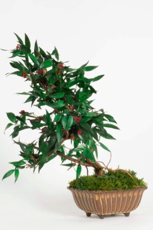 Bonsai Ruscus e fiori