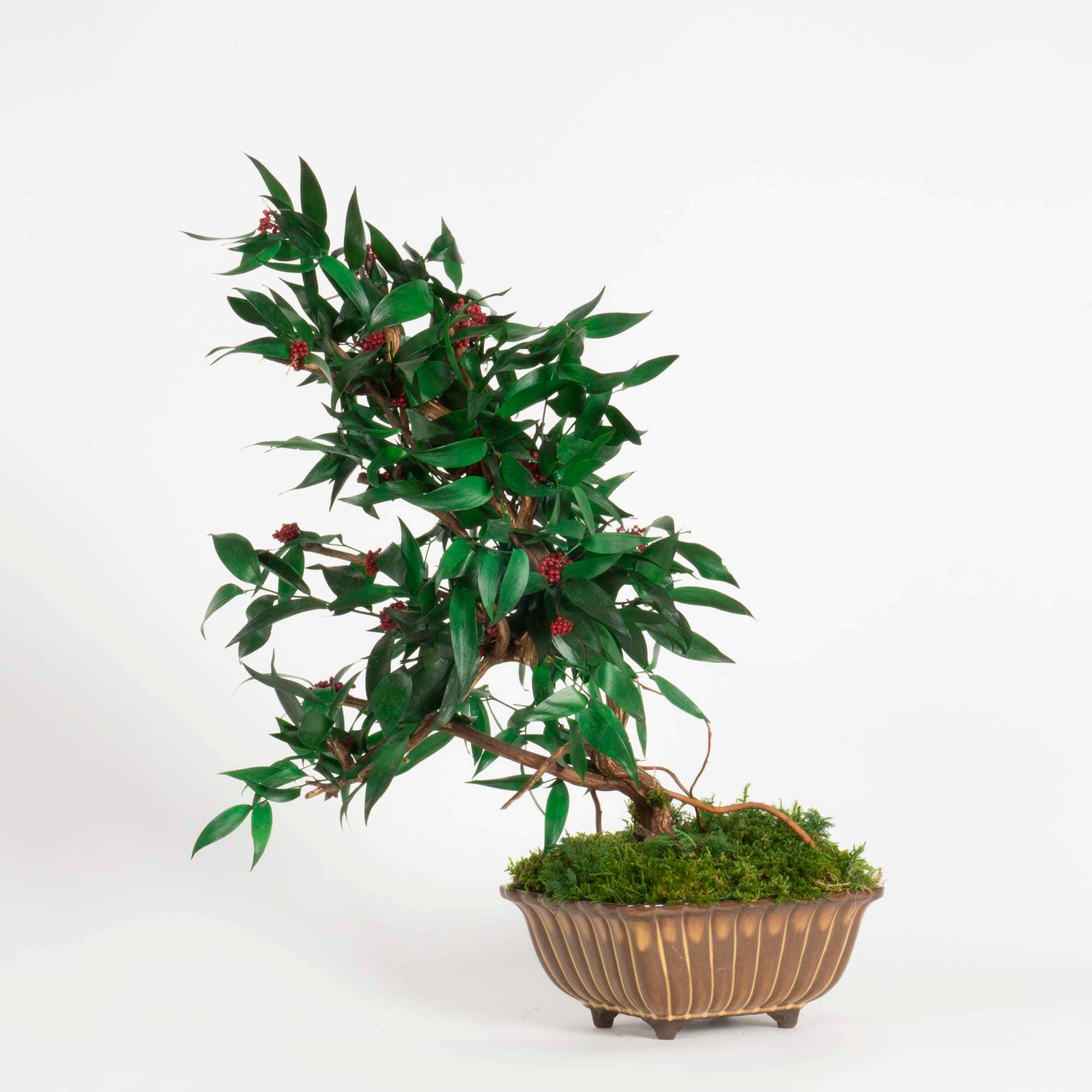 Bonsai Ruscus e fiori