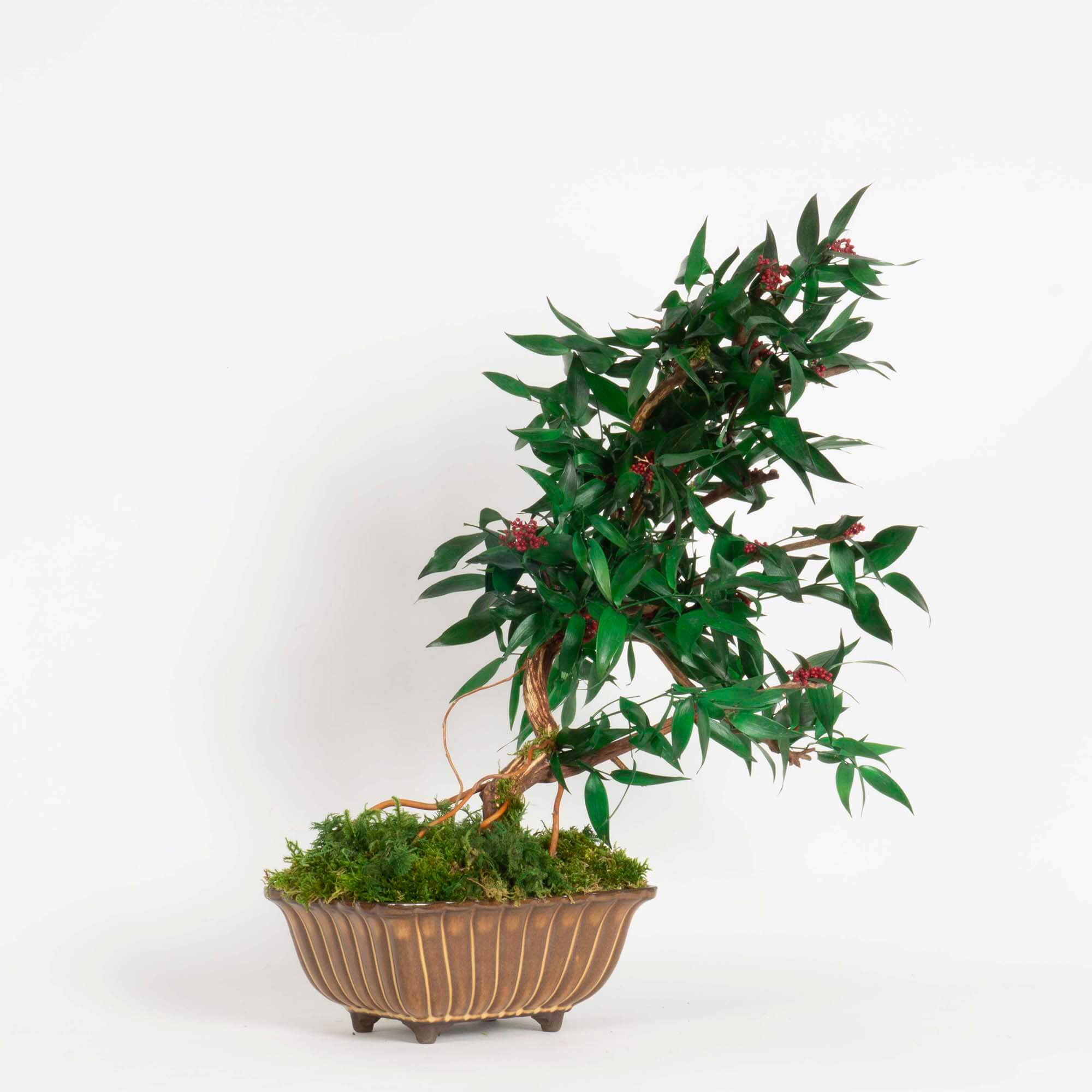 Bonsai Ruscus e fiori - immagine 2