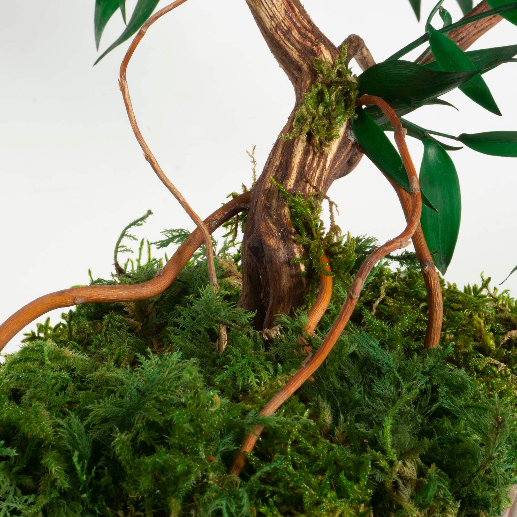 Bonsai Ruscus e fiori - immagine 5
