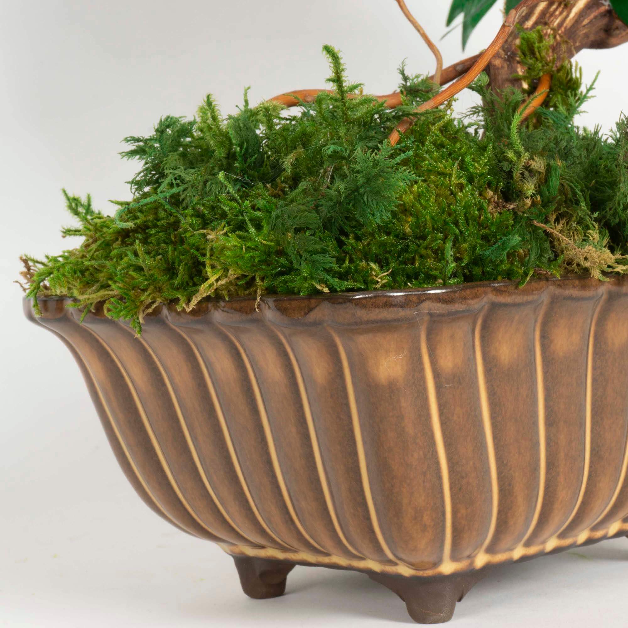 Bonsai Ruscus e fiori - immagine 6