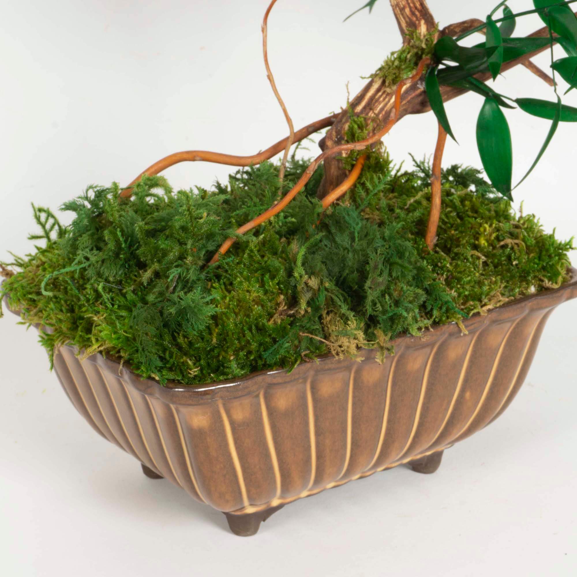 Bonsai Ruscus e fiori - immagine 4