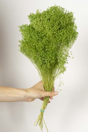 Broom verde chiaro