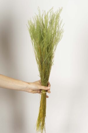 Fine grass