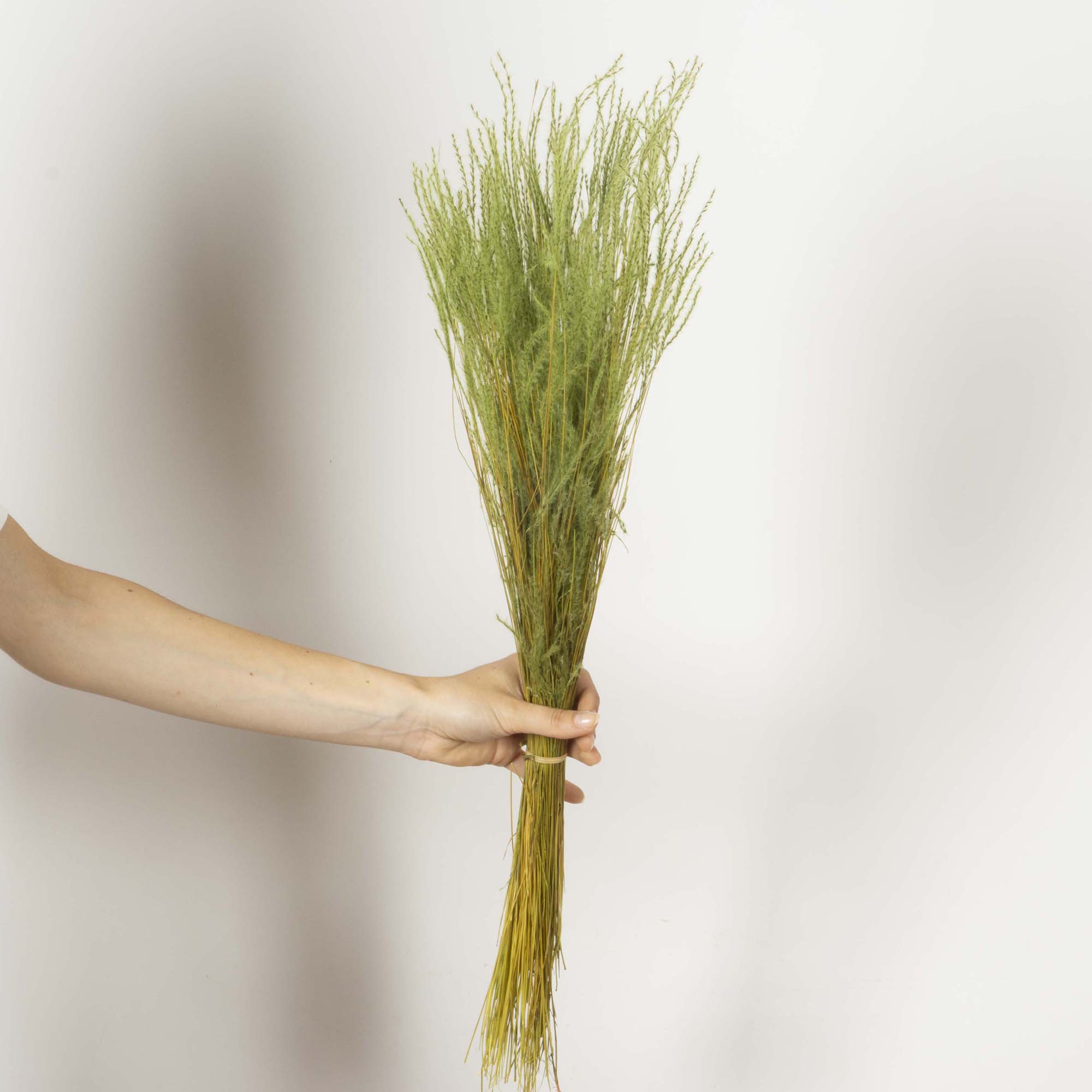 Fine grass