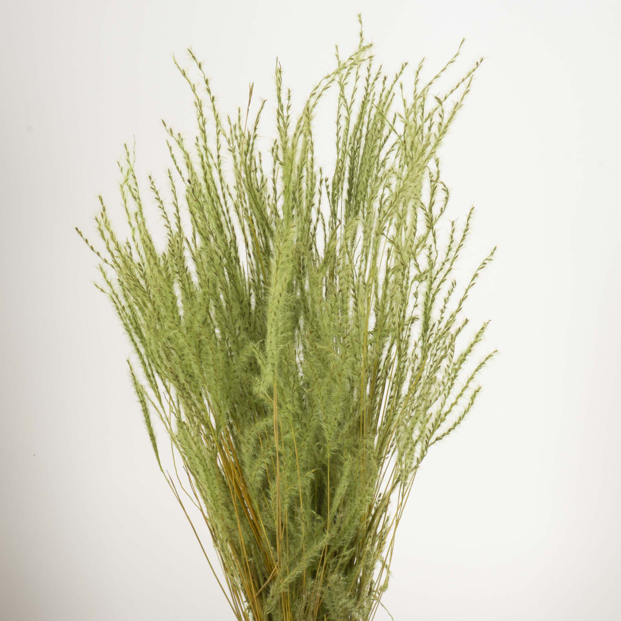 Fine grass - immagine 2